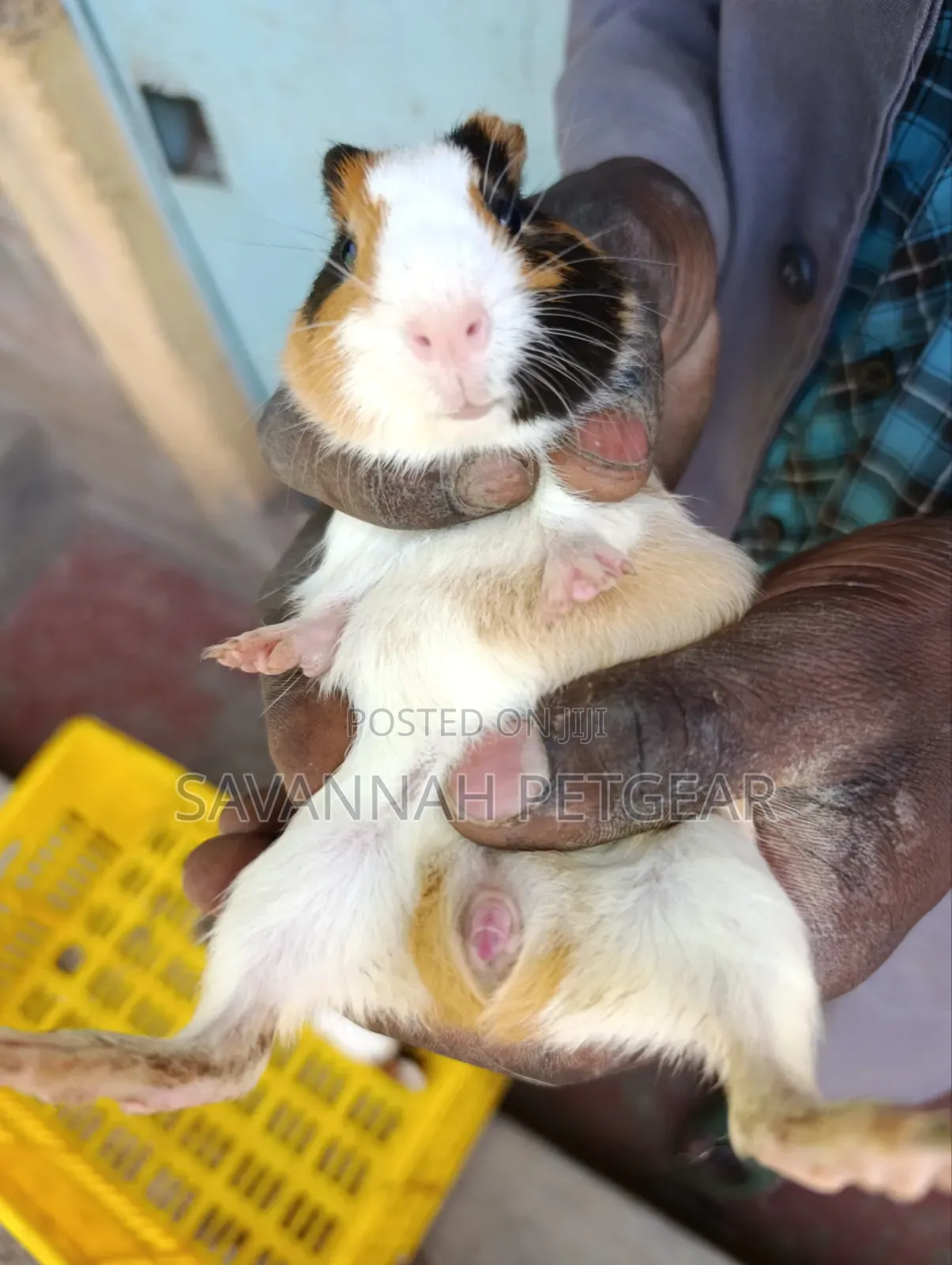 Tricolor (White, Ginger, and Black) American Guinea - Male or Female
