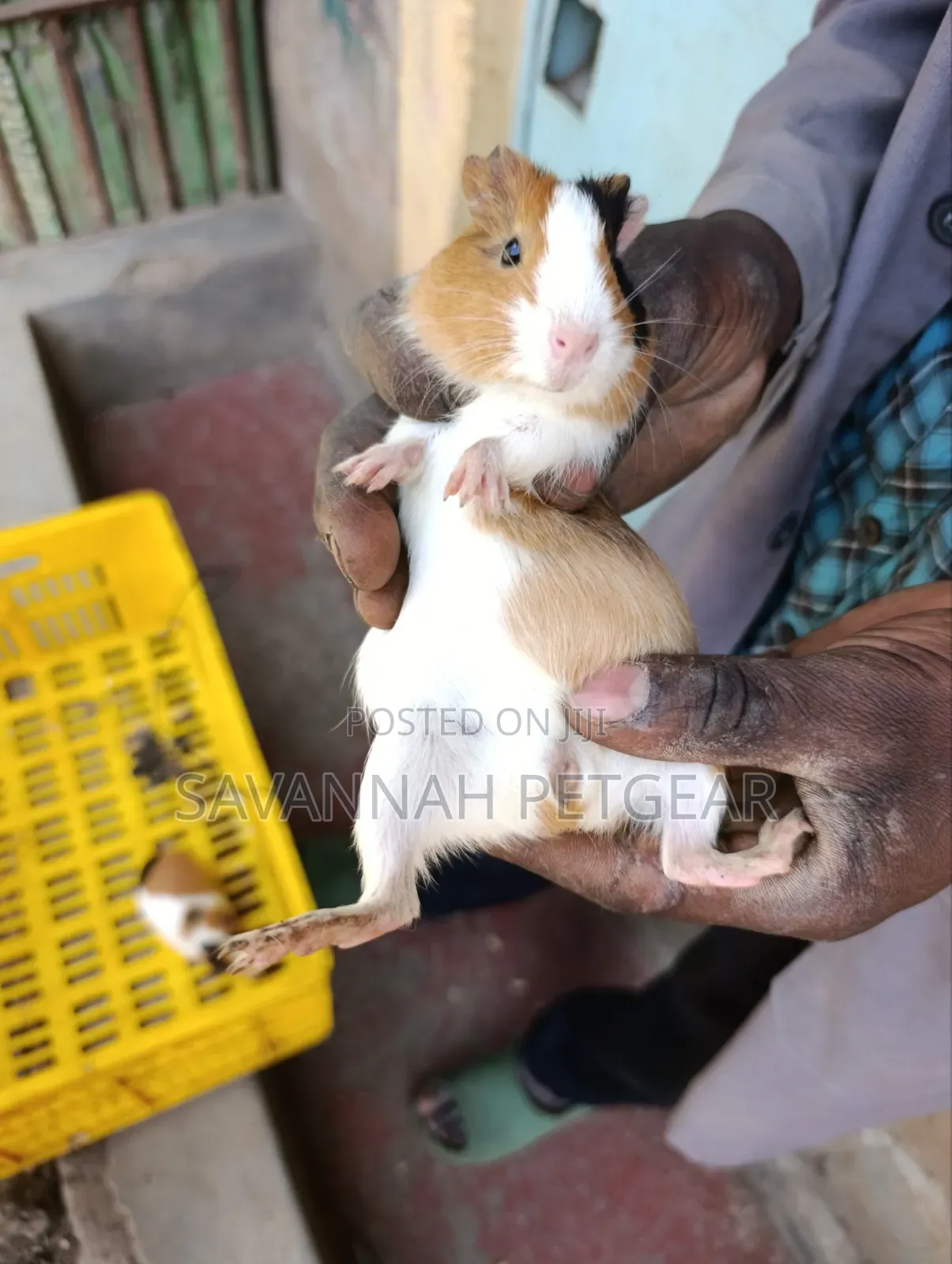 Tricolor (White, Ginger, and Black) American Guinea - Male or Female