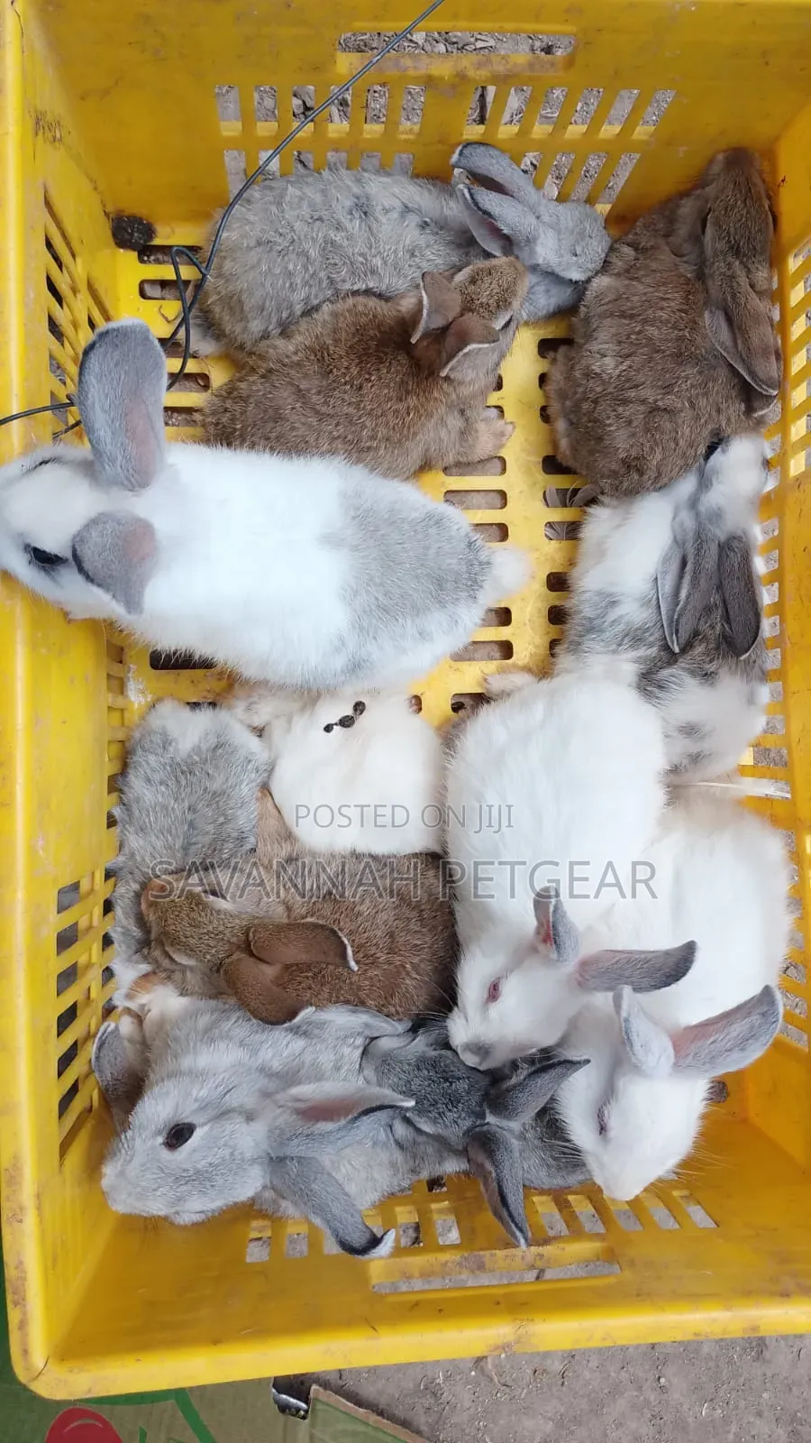 Mixed-Breed Weanlings, Crosses of New Zealand White California White