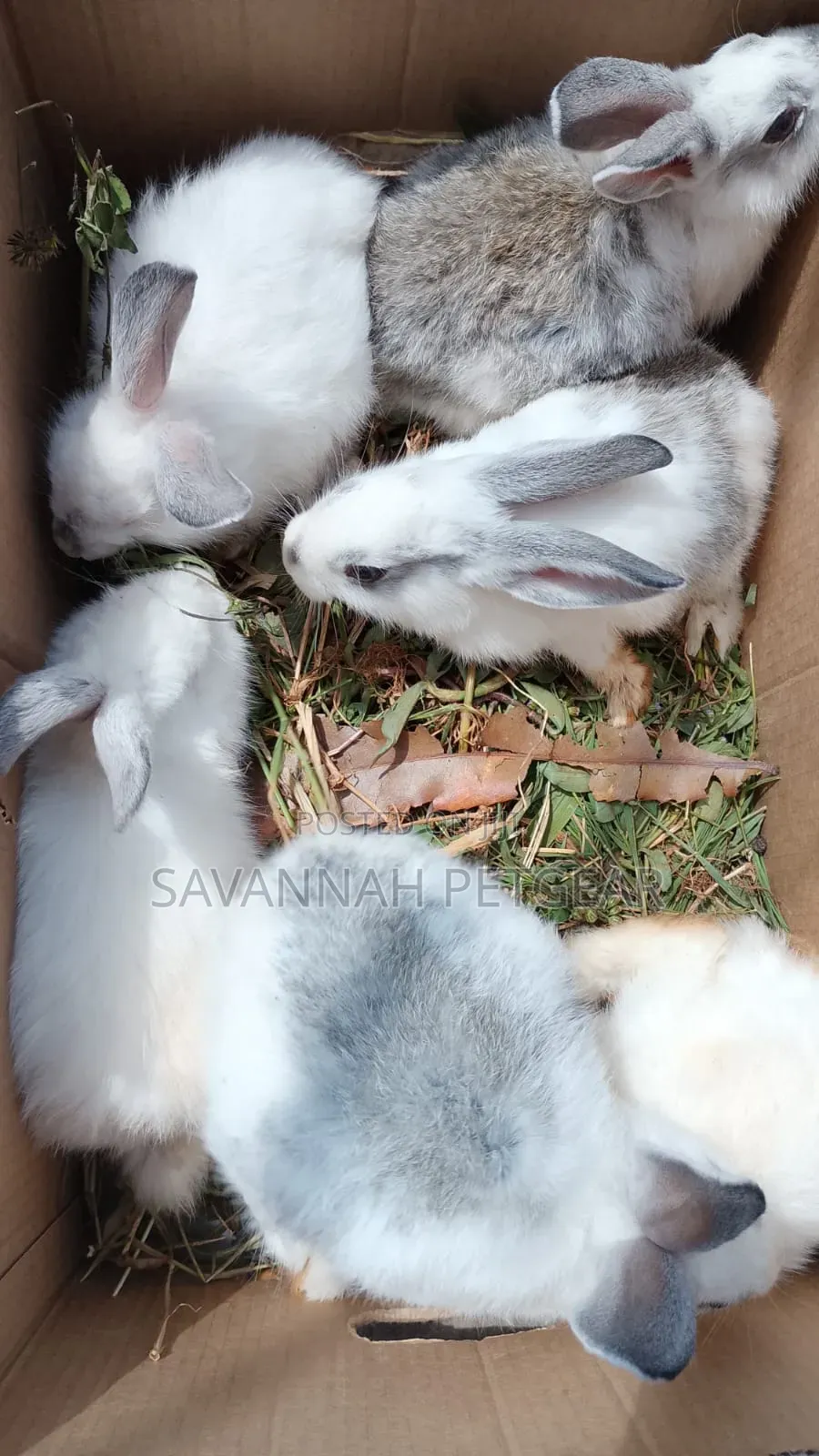 Mixed-Breed Weanlings, Crosses of New Zealand White California White