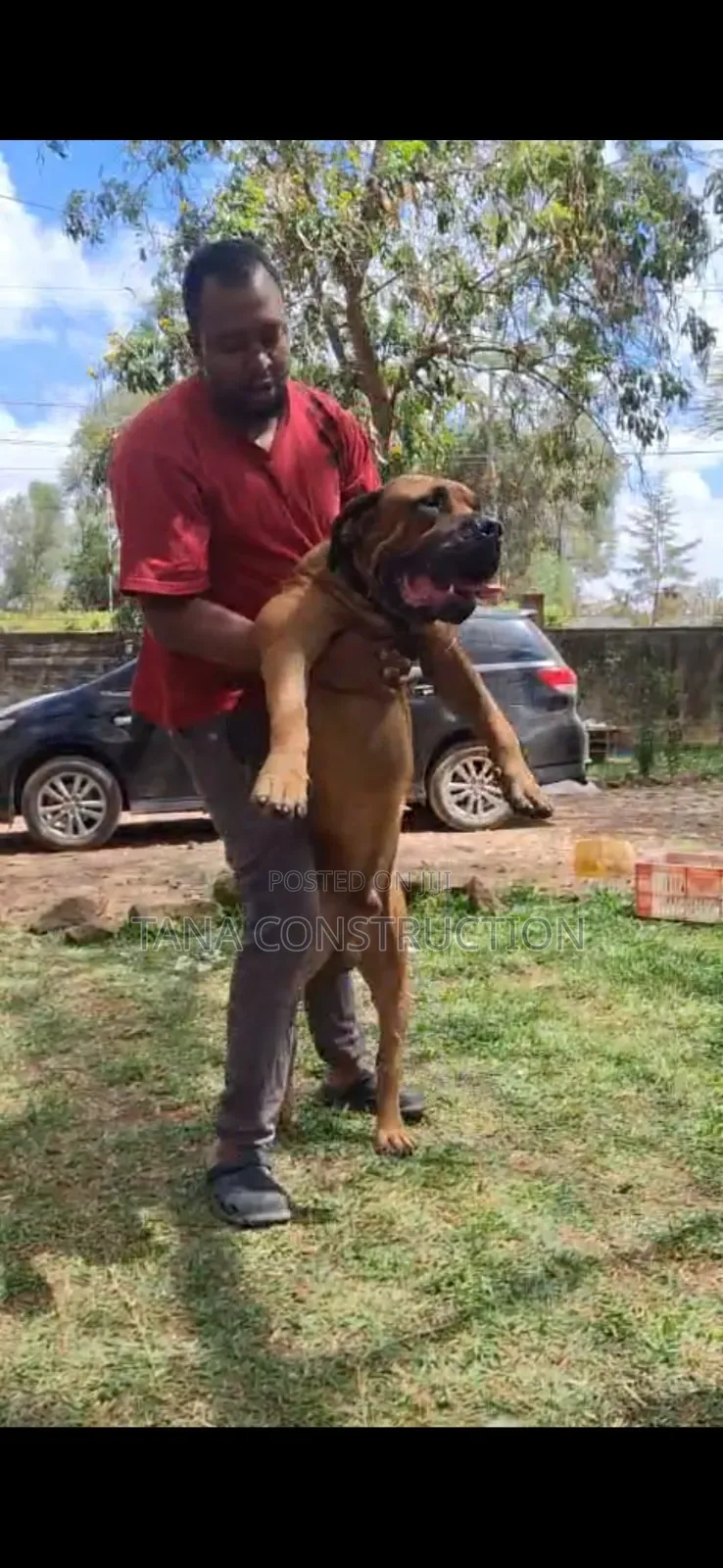 1-3 months Male Purebred Boerboel
