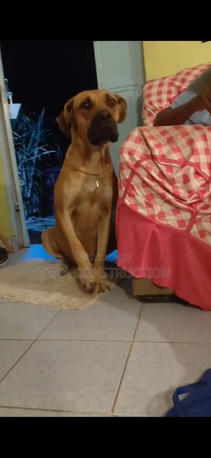 1-3 months Male Purebred Boerboel