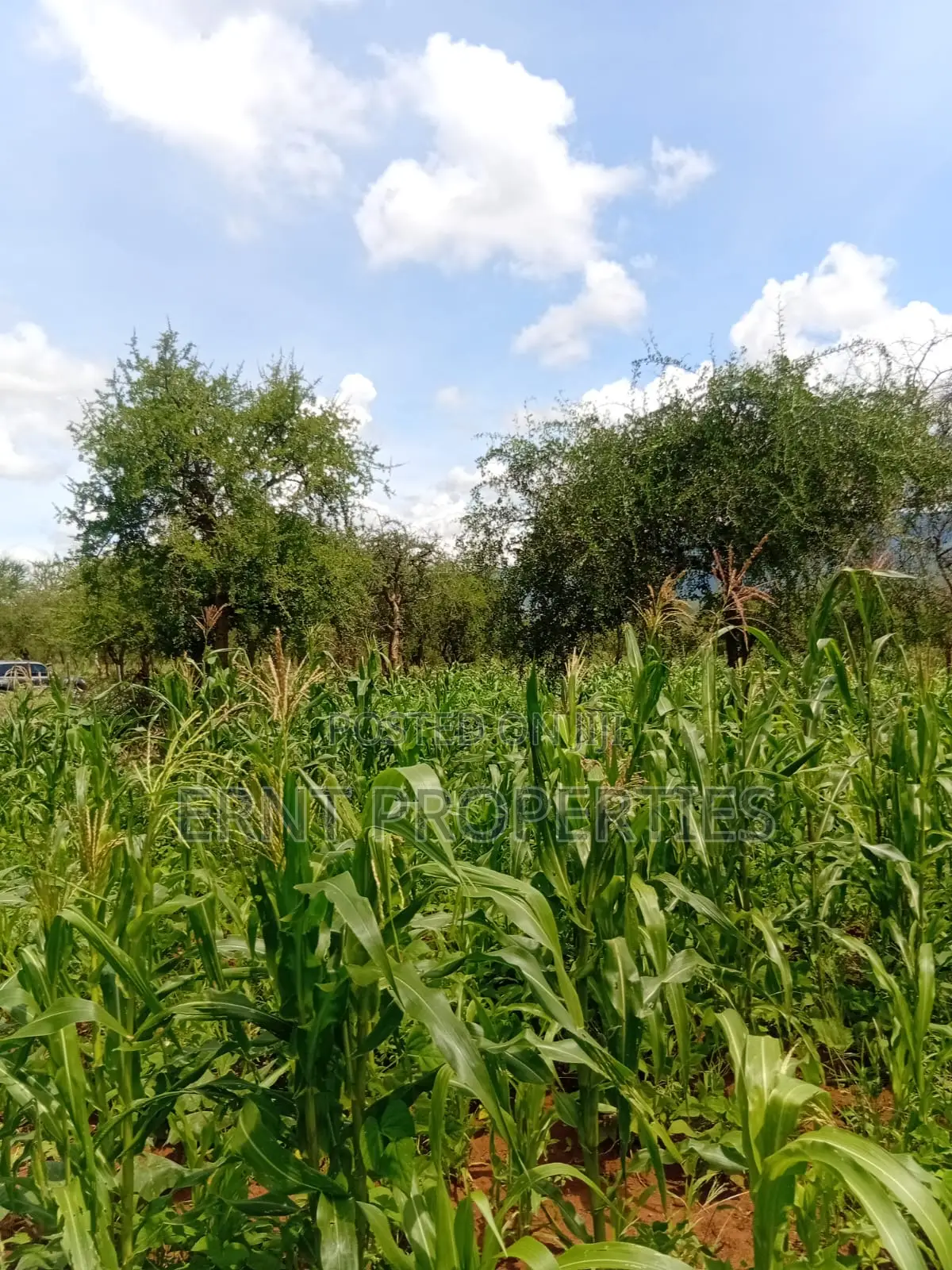 22.6 Acre Land for Sale in Maili Tisa