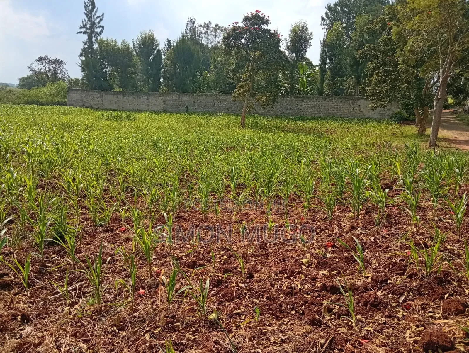 Runda Gardens Prime Residential Serviced Well Drained Red Soil 3/4 AC