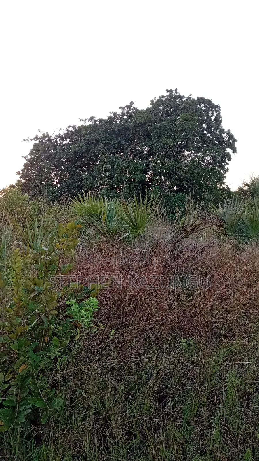 A Green-View 1 Acre Plot Near to Mwabungo Town.
