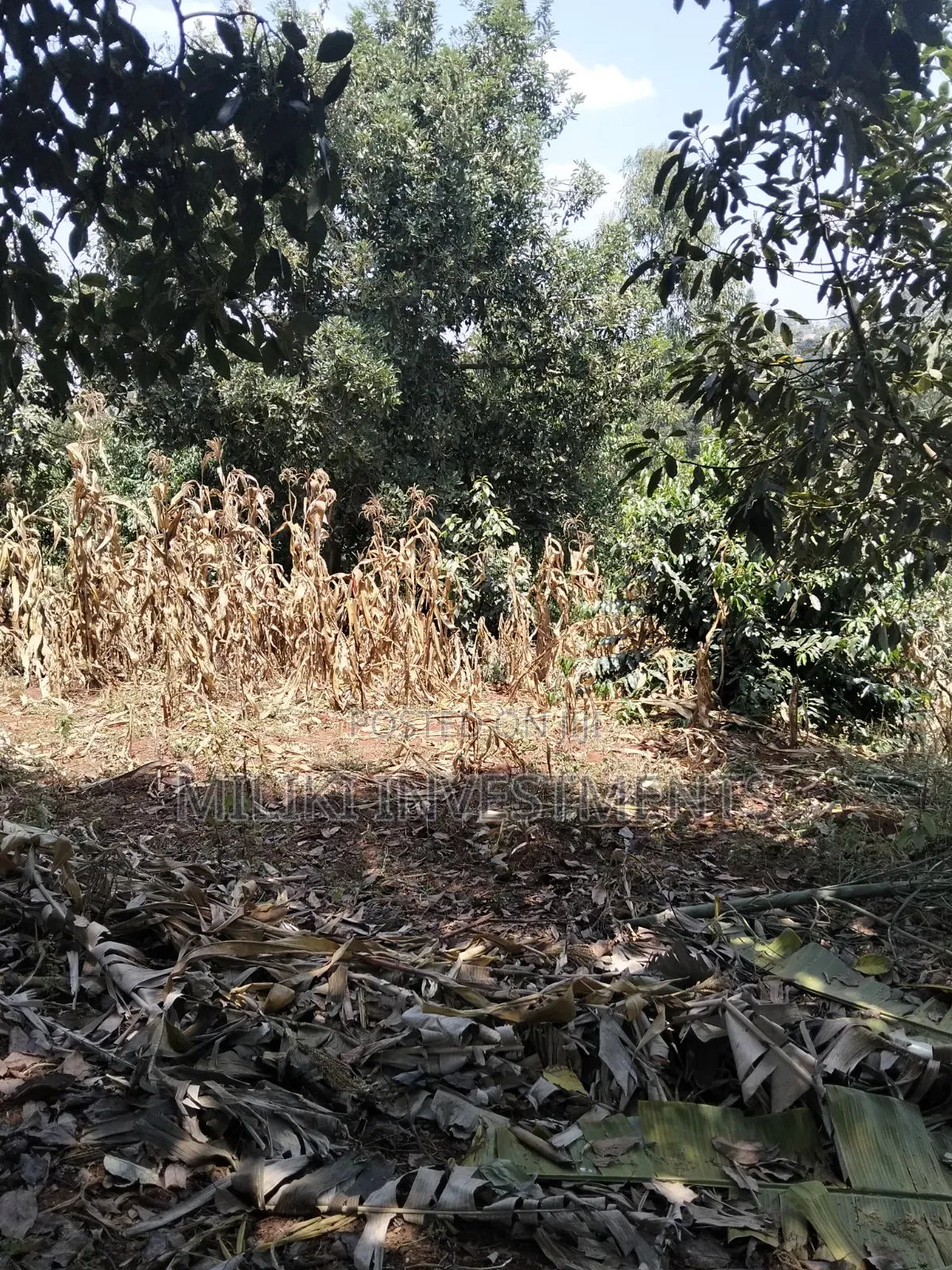 1 Acre Land Touching Tarmac on Sale at Kiamwangi