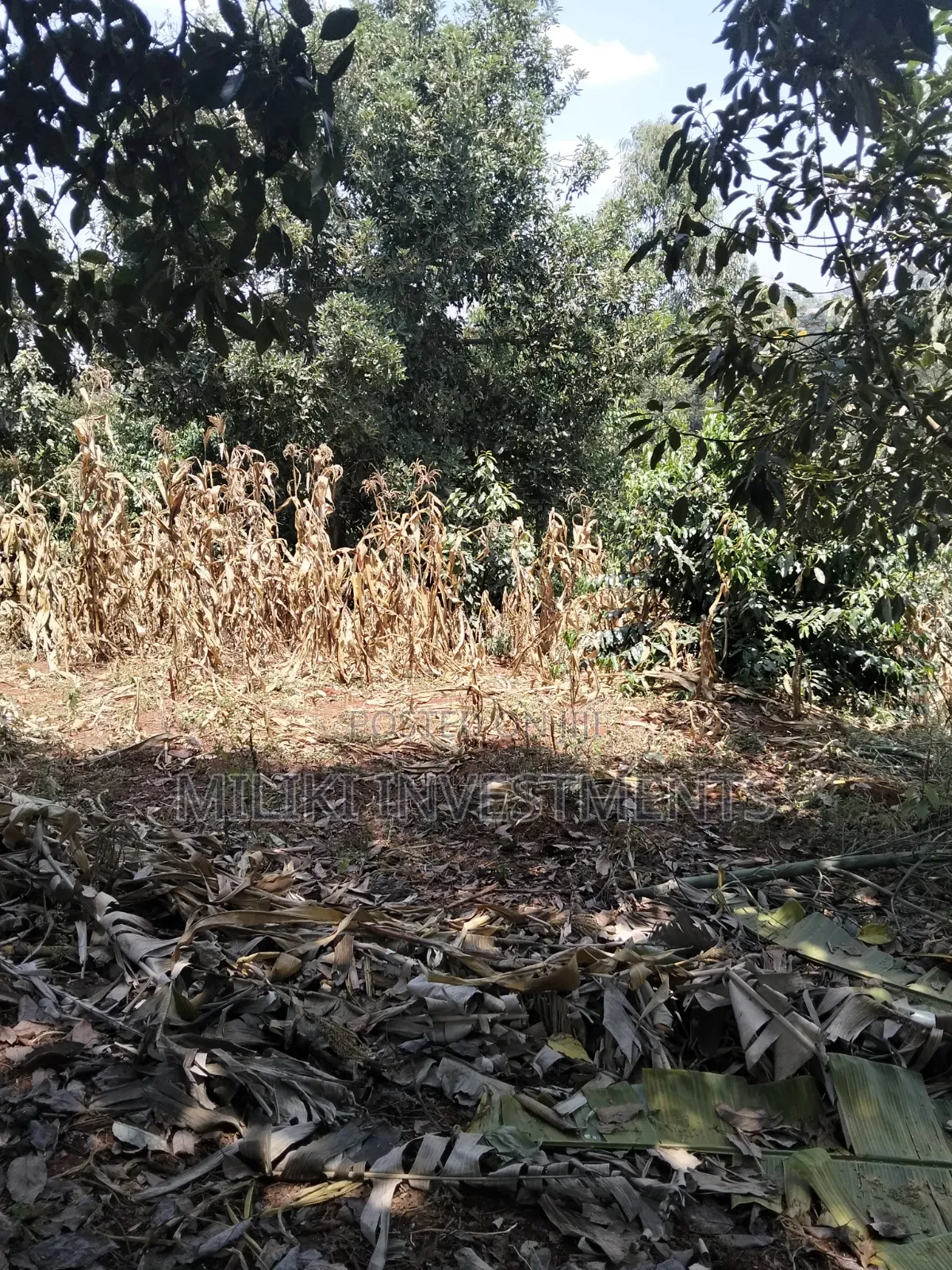 1 Acre Land Touching Tarmac on Sale at Kiamwangi