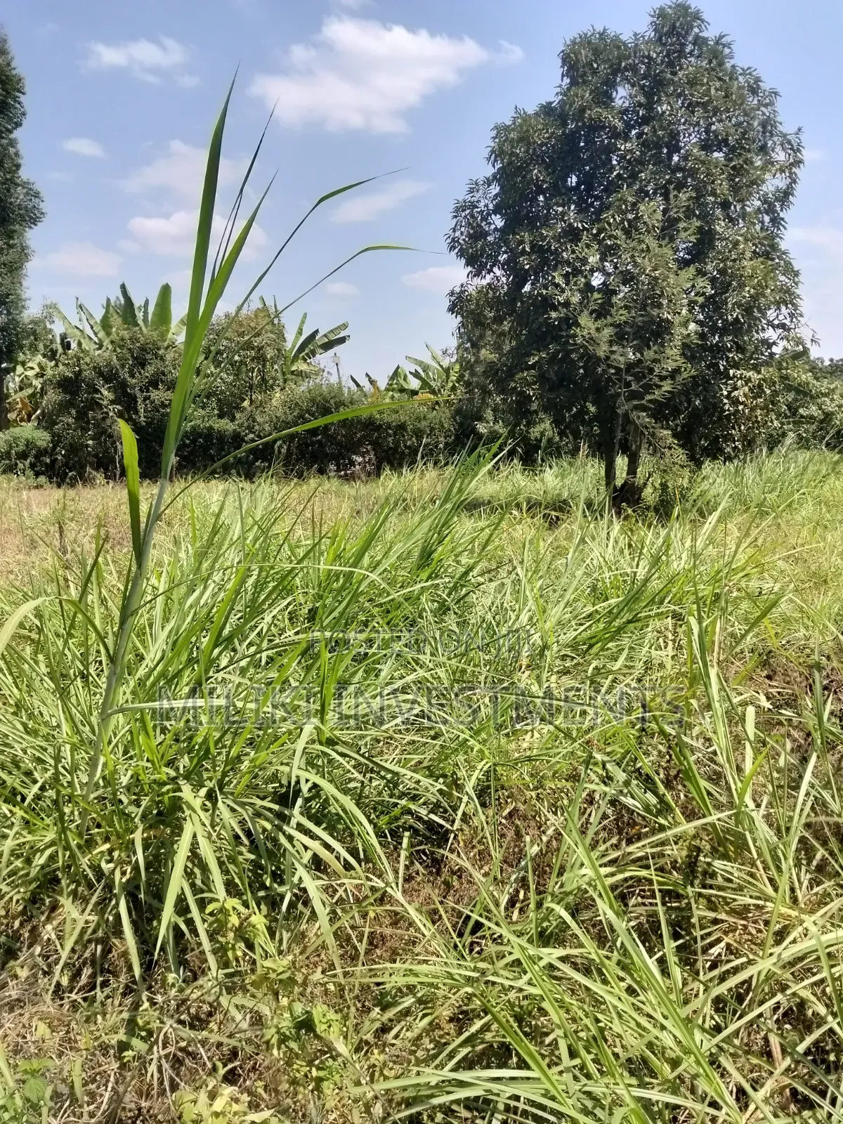 1/4 an Acre on Sale at Kiamwangi -Gatundu South
