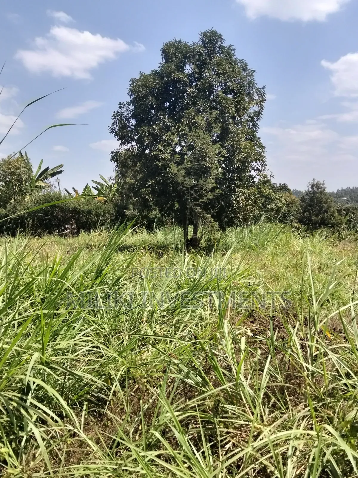 1/4 an Acre on Sale at Kiamwangi -Gatundu South