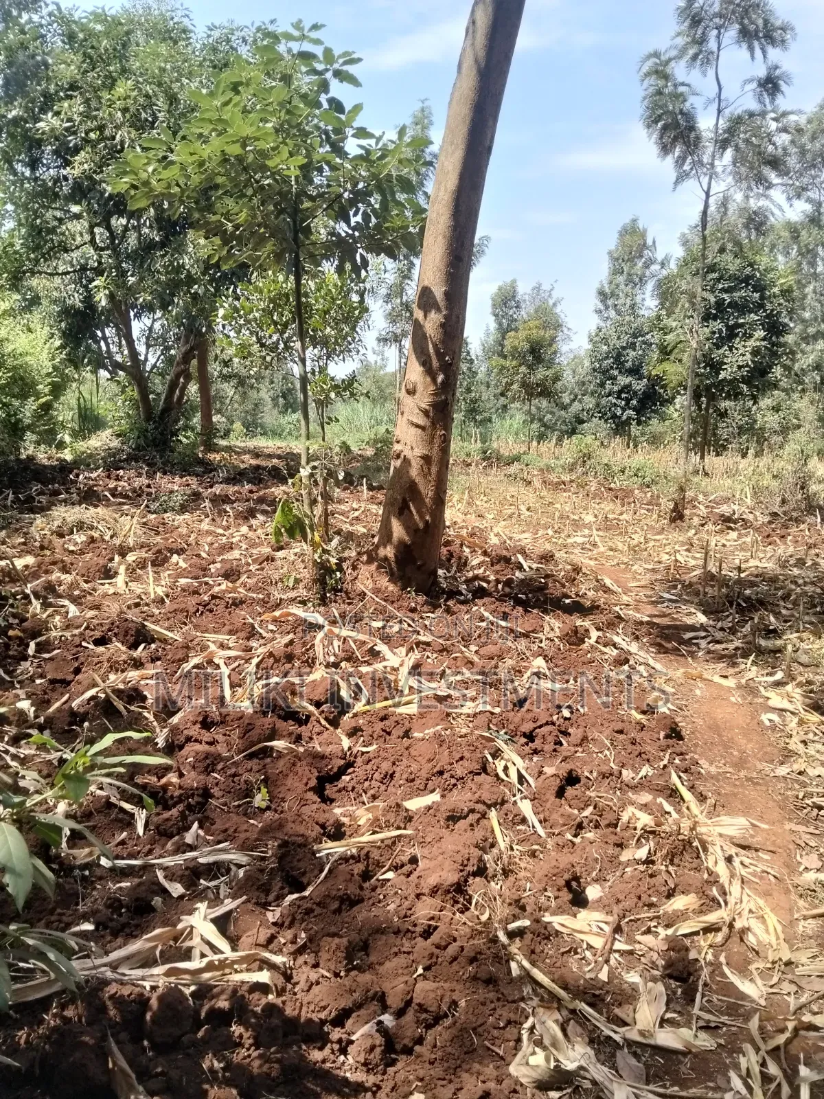 1.25 Land on Sale at Kiamwangi -Gatundu South
