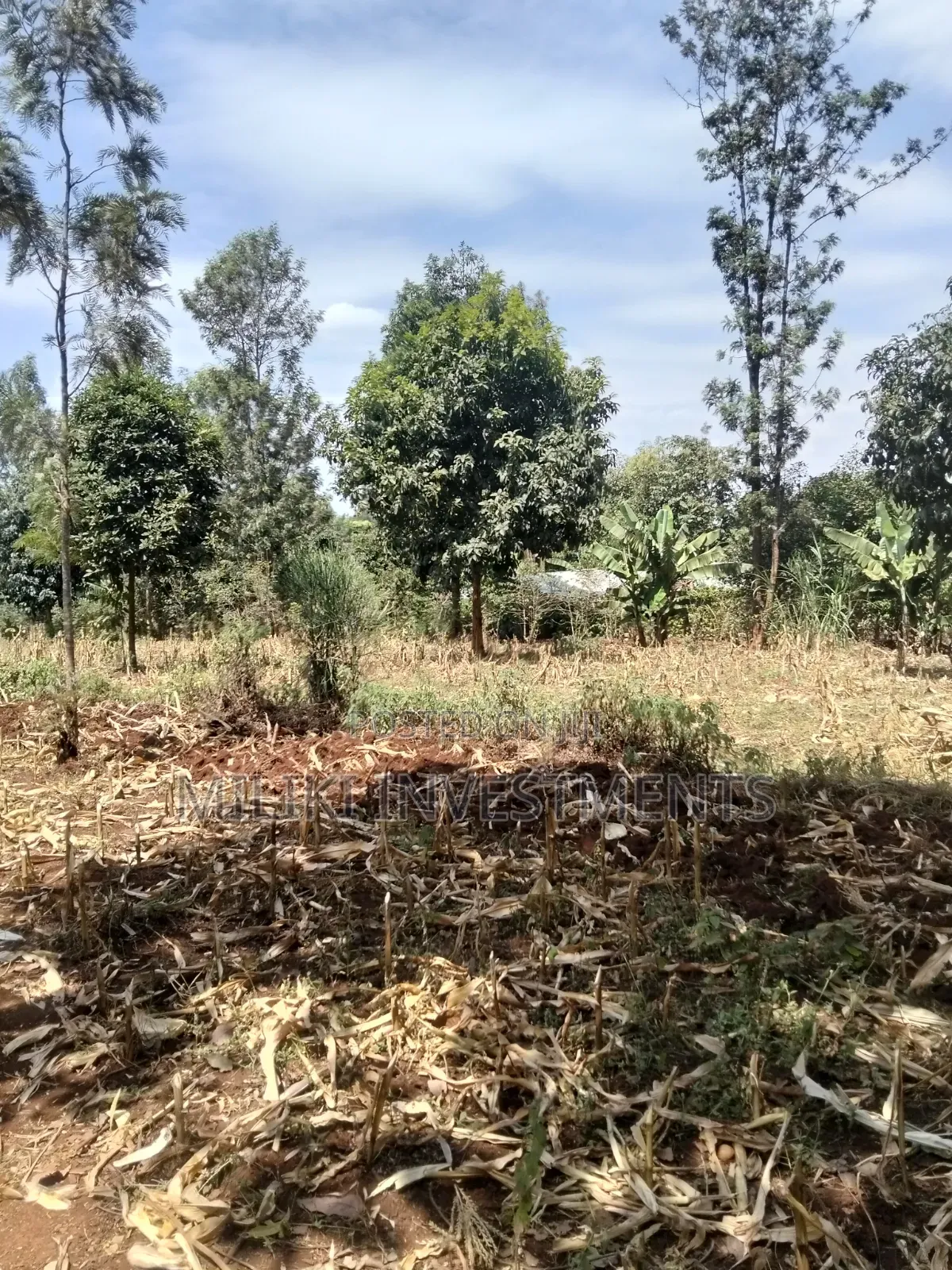 1.25 Land on Sale at Kiamwangi -Gatundu South