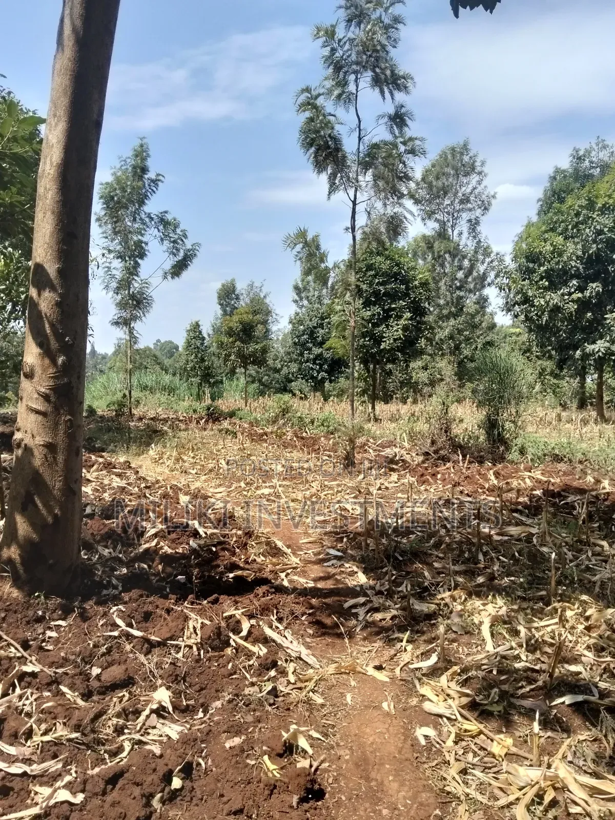 1.25 Land on Sale at Kiamwangi -Gatundu South