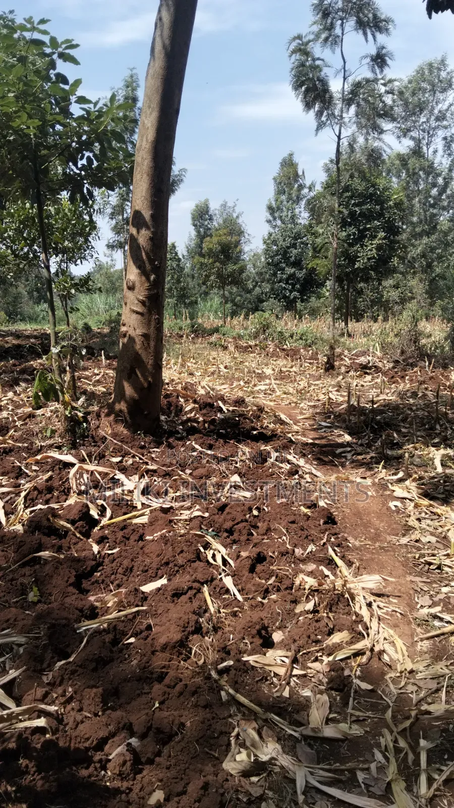 1.25 Land on Sale at Kiamwangi -Gatundu South