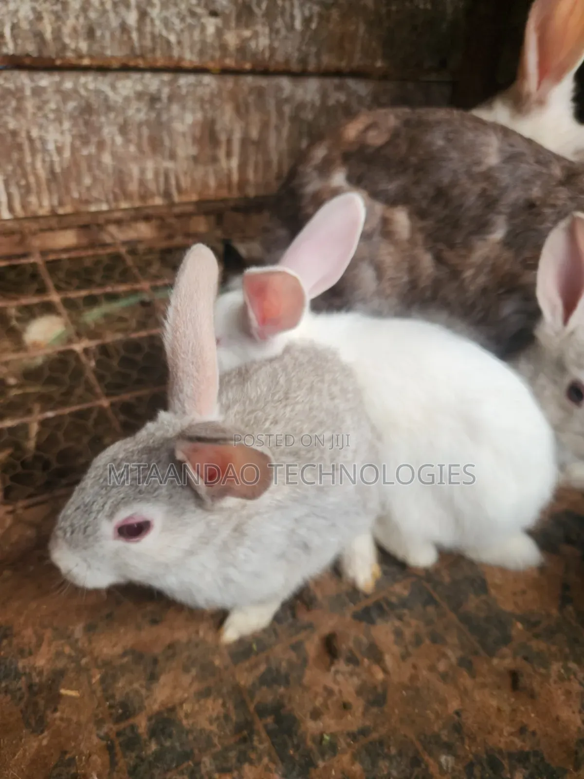 2 Month Old Rabbits for Sale