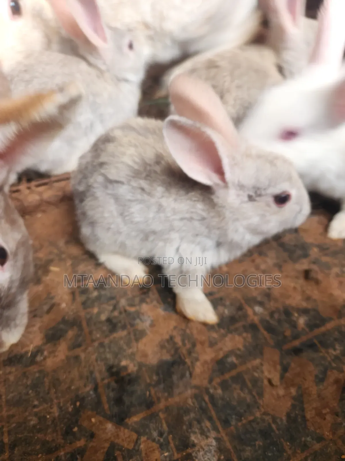 2 Month Old Rabbits for Sale