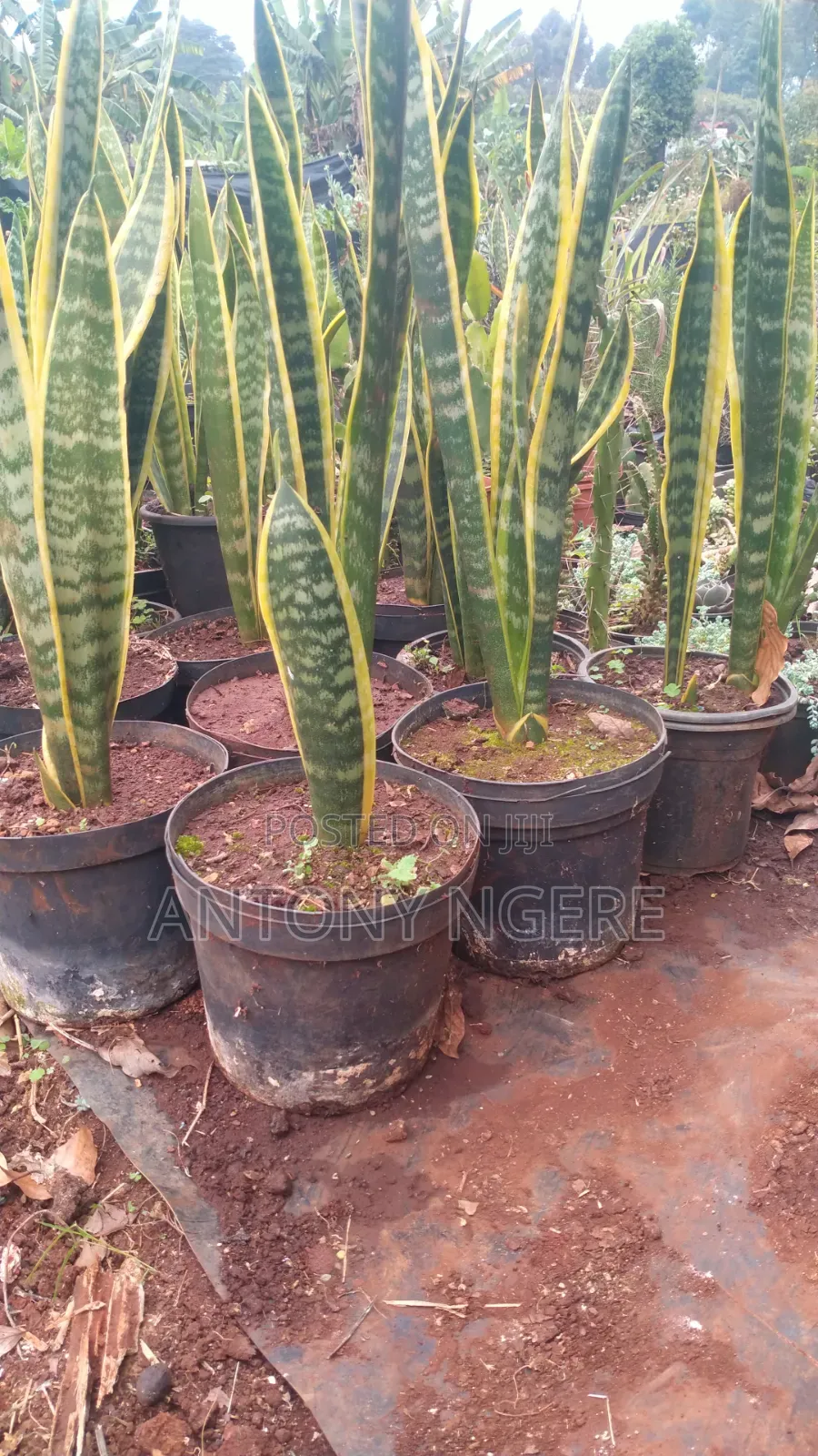 Snake Plant