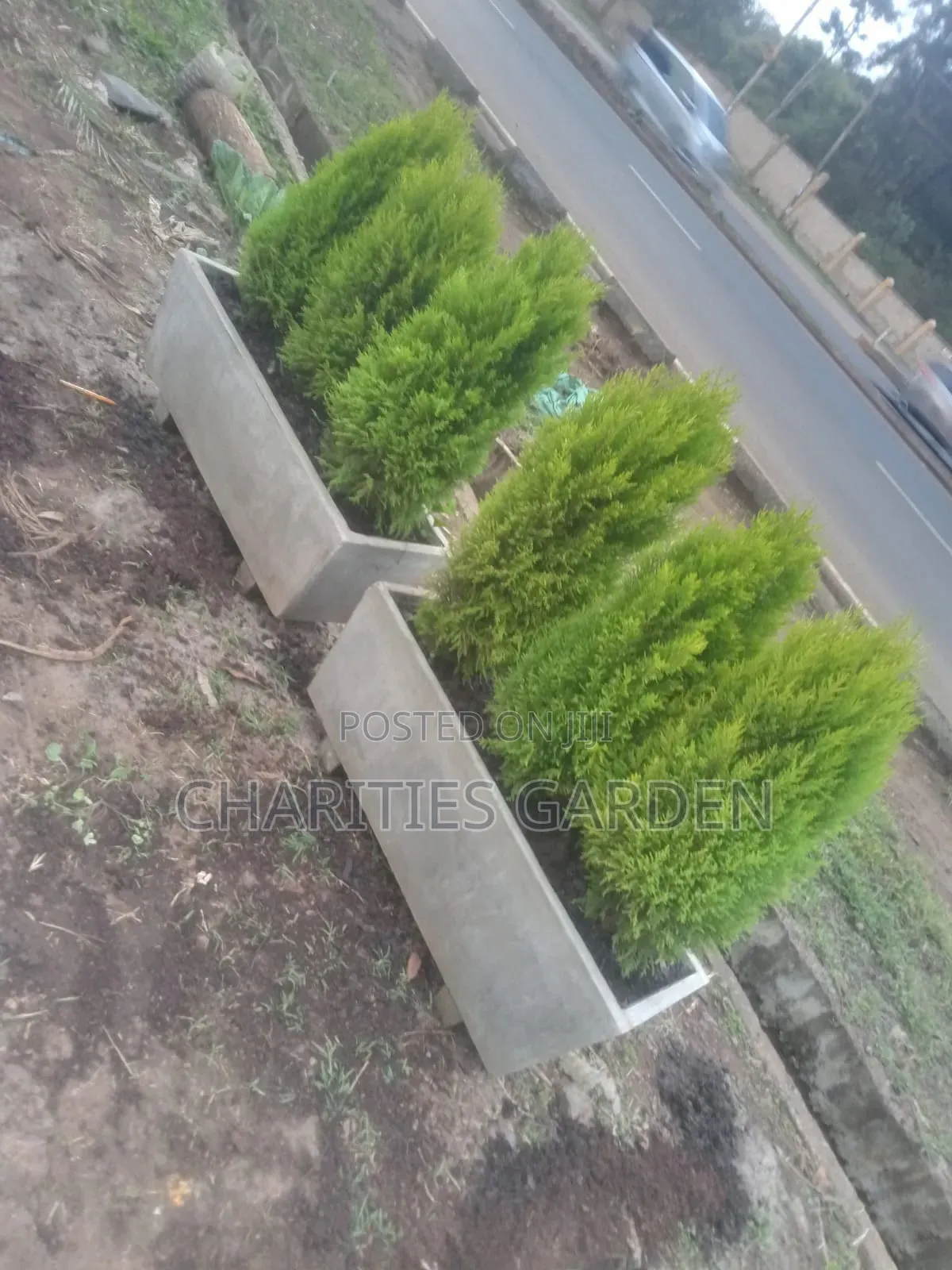 Lemon Cypress Trees