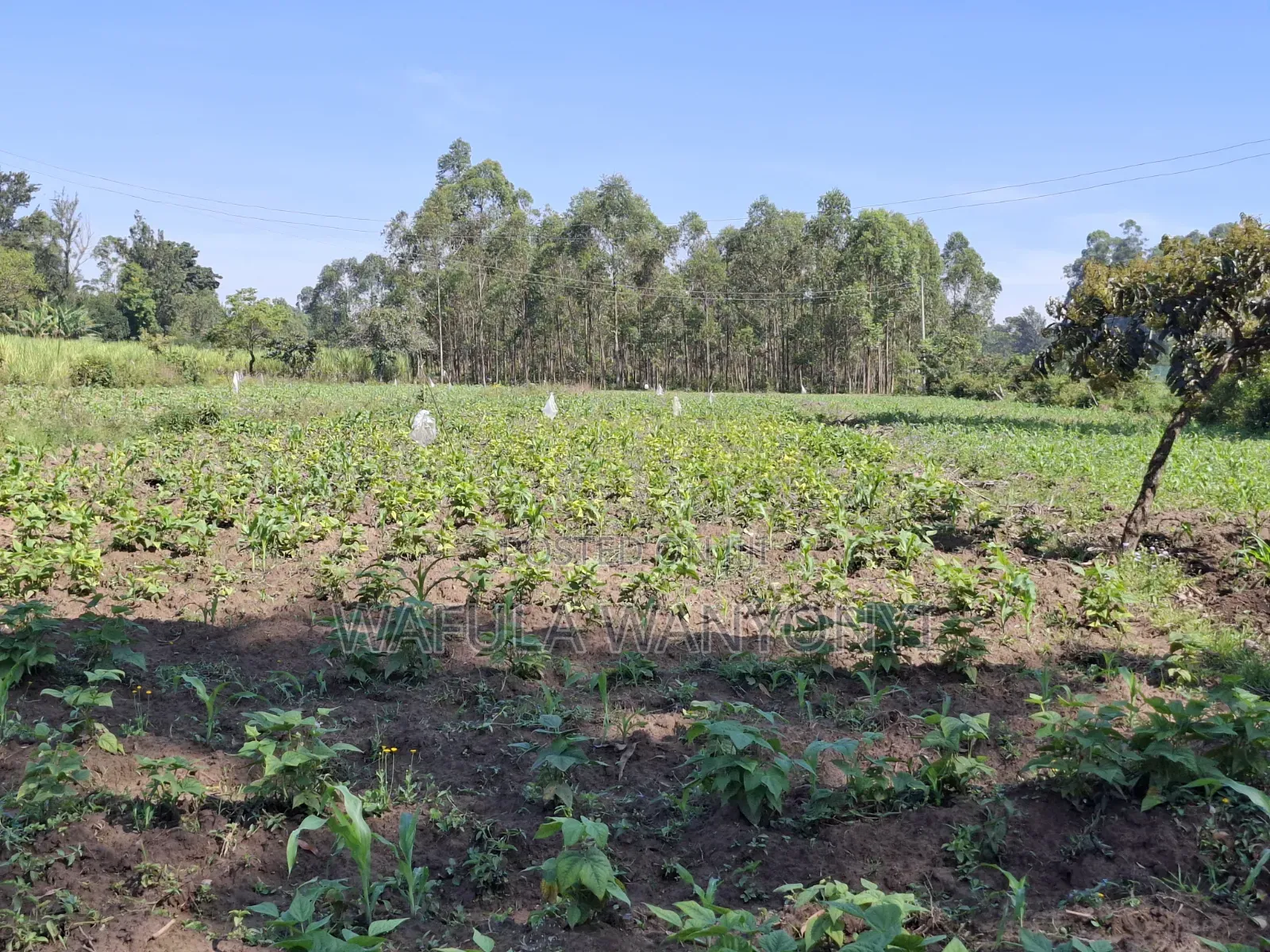 2 Acres DOROFU
