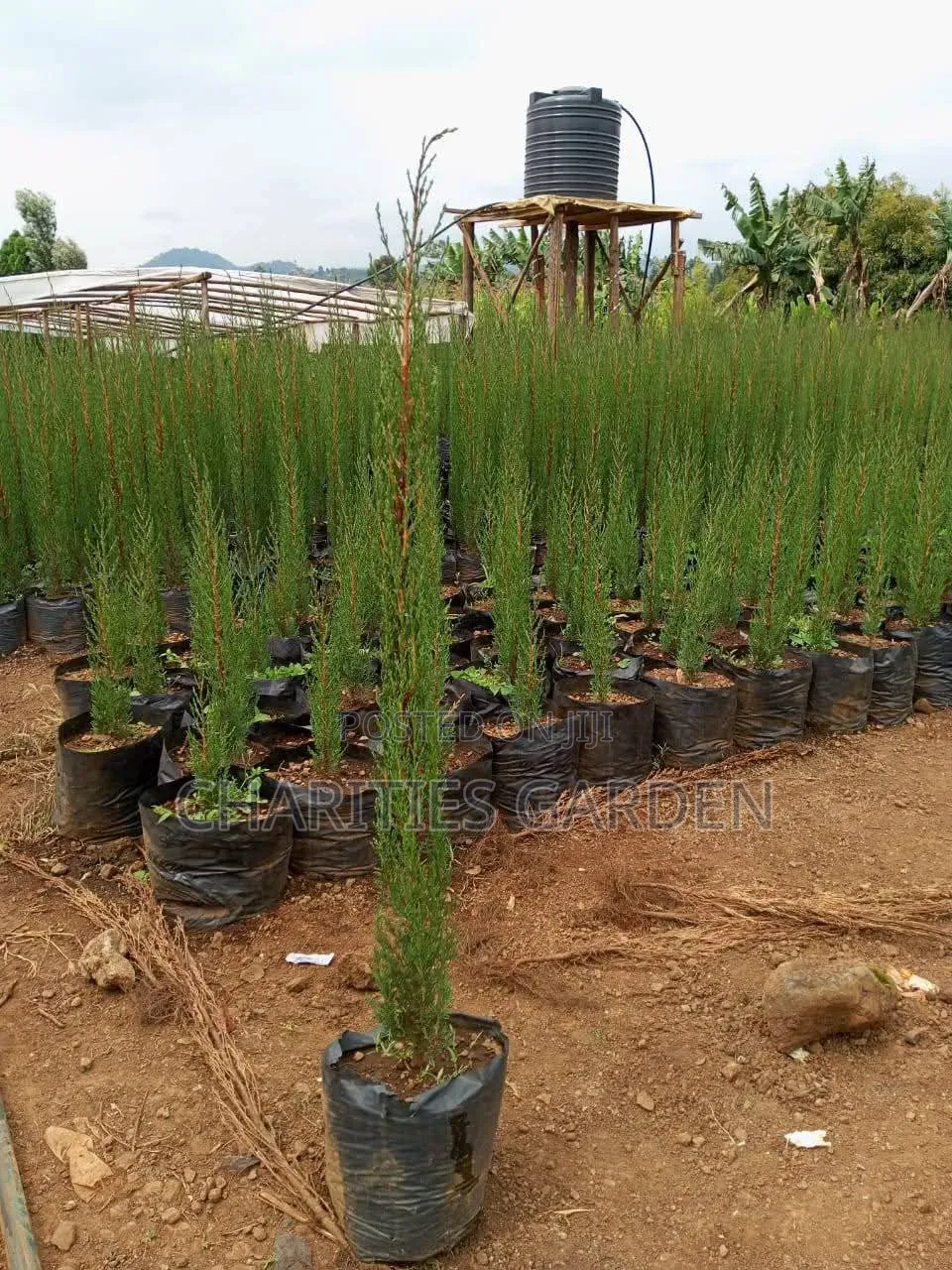 Italian Cypress Trees