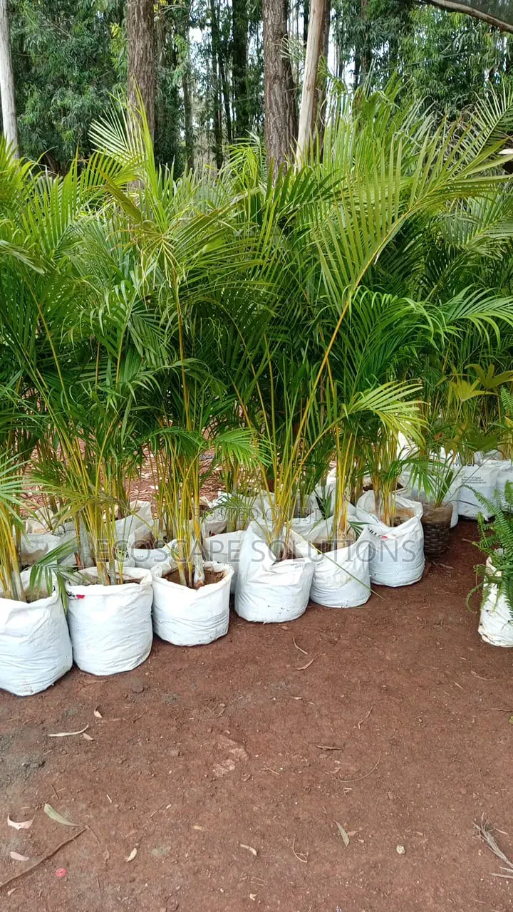 Golden Palms