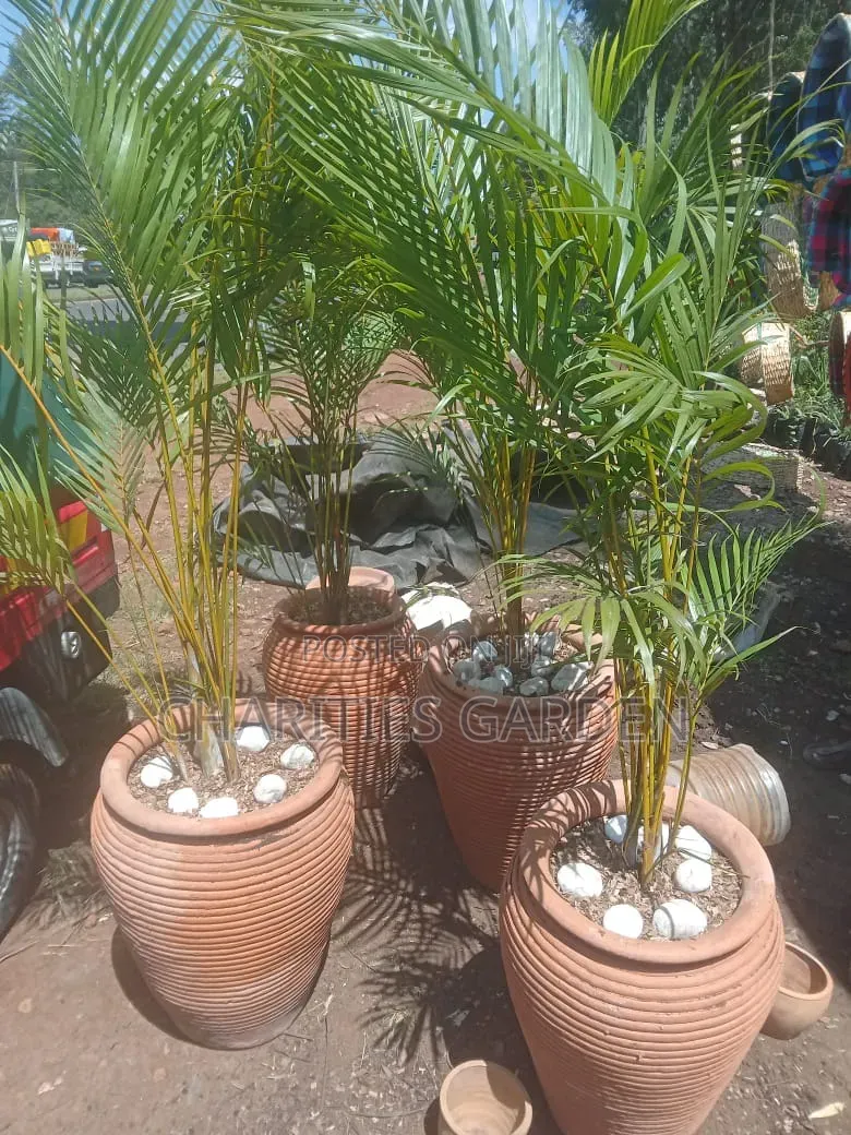 Potted Palm Tree
