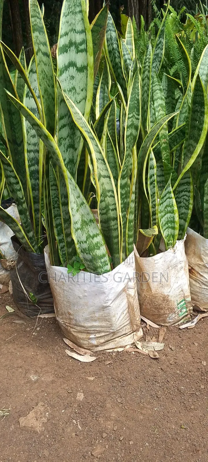 Snake Plant