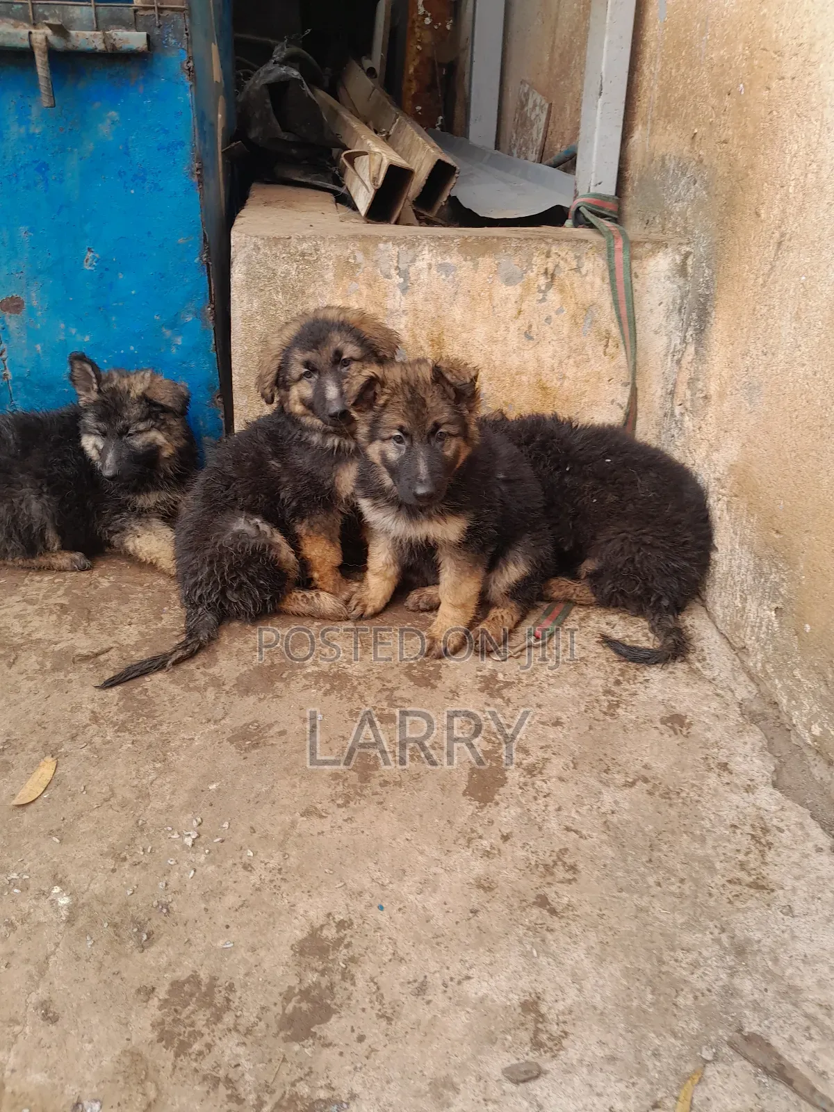 1-3 months Male Purebred German Shepherd