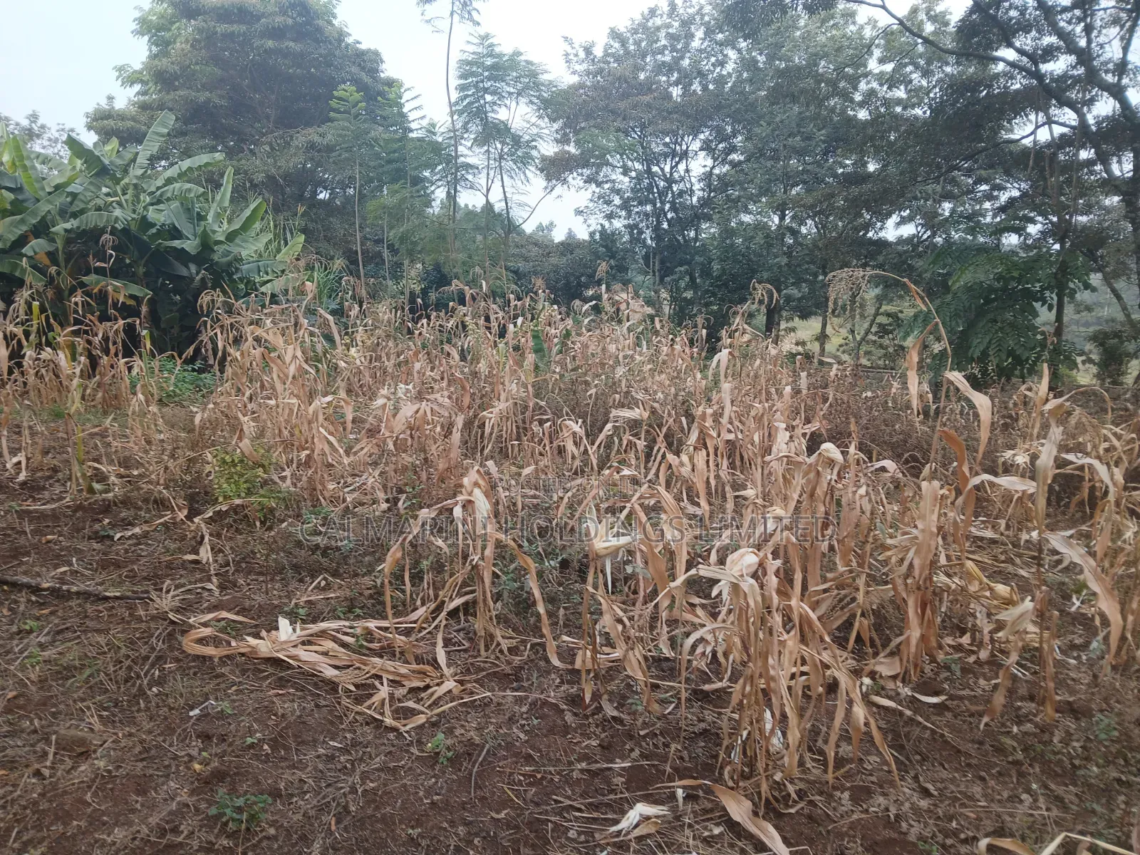 Distress Sale! Prime Redsoil Half Acre in Olkeri, Ngong at Kes 9.2M