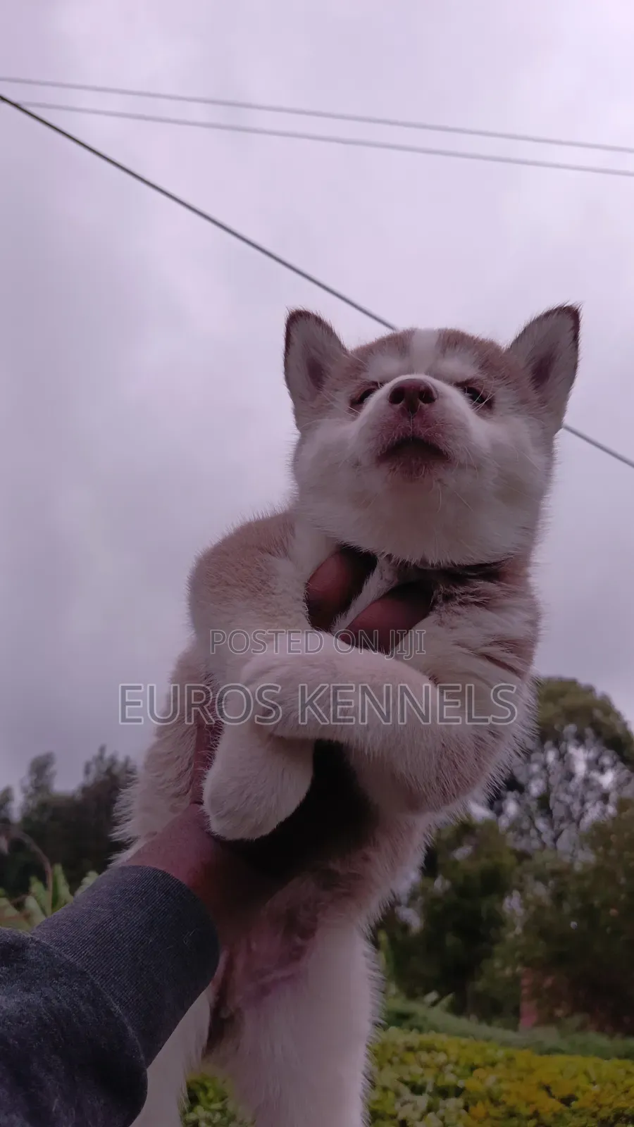 1-3 months Female Purebred Siberian Husky