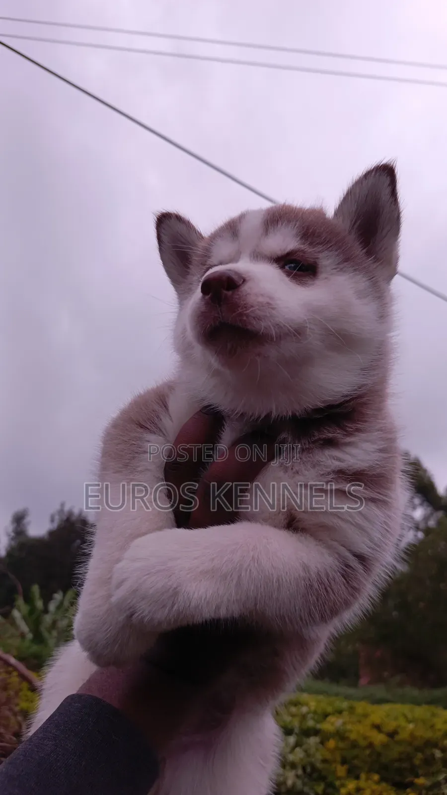 1-3 months Female Purebred Siberian Husky