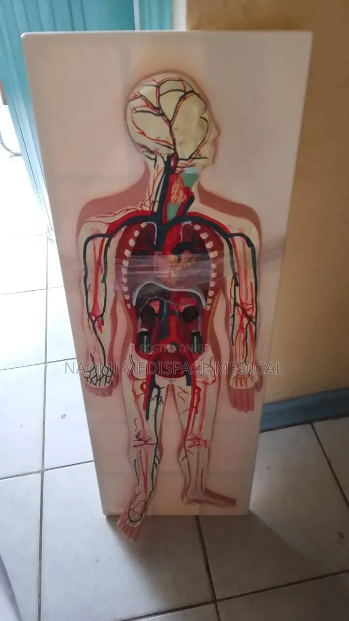 Circulatory System Model