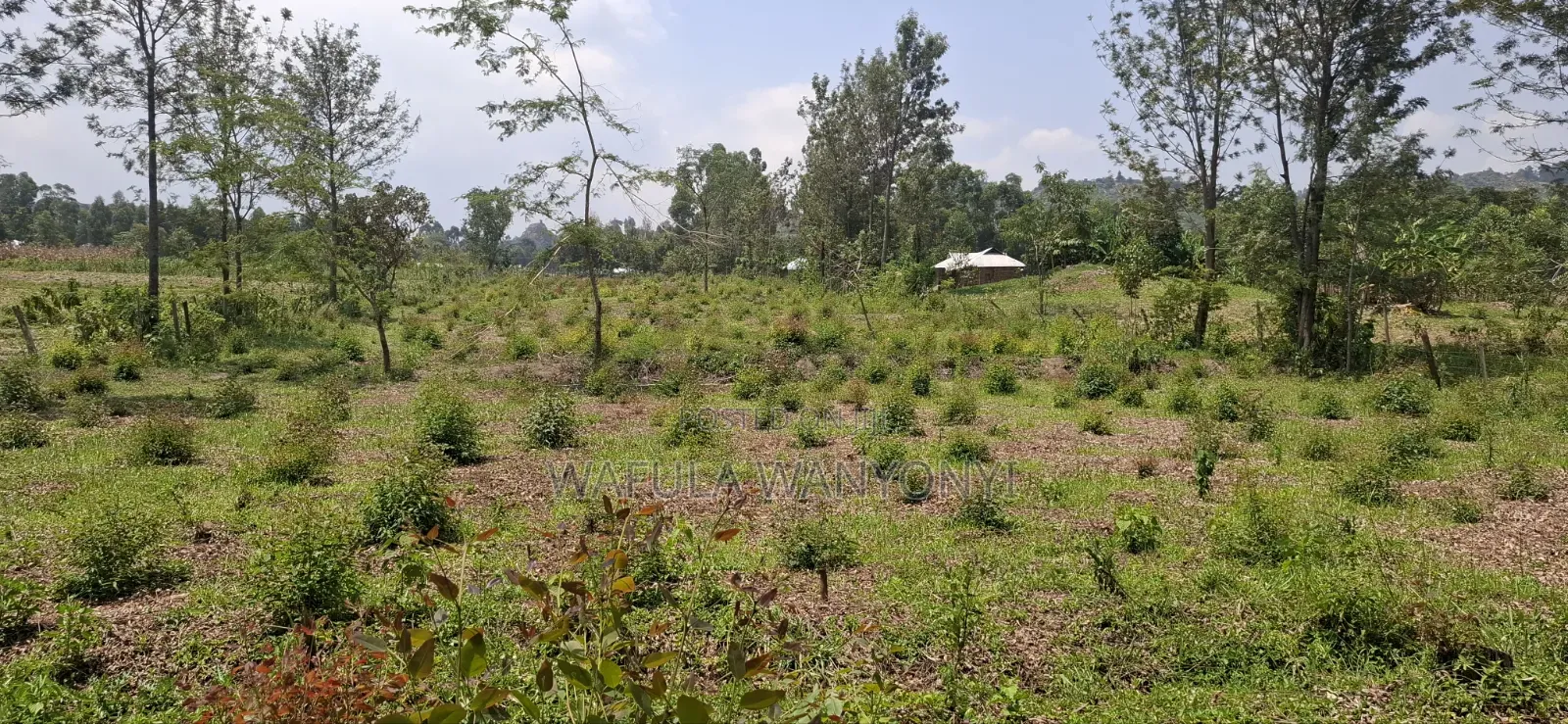 1 Acre Half MUSOKHO