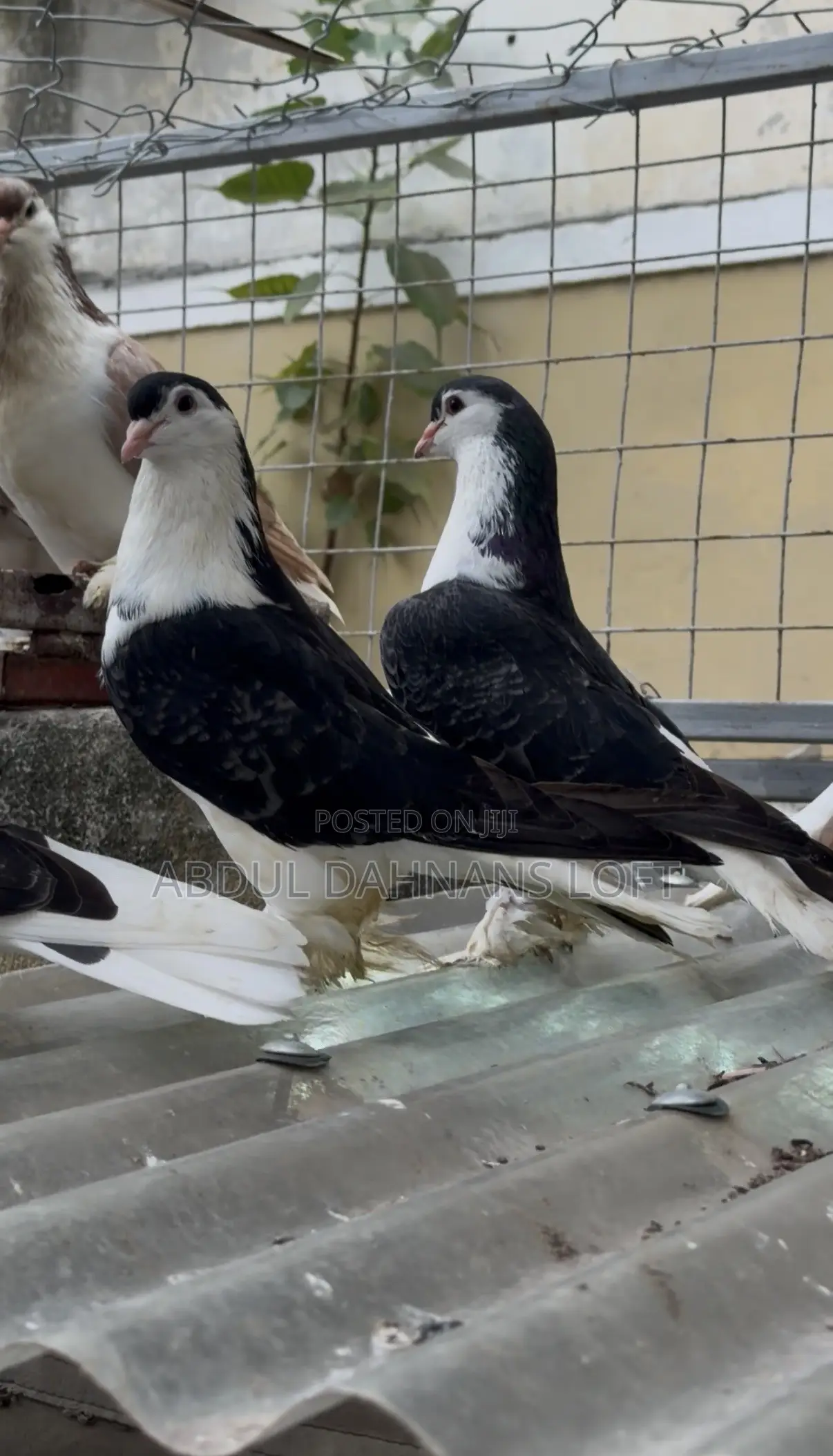 Lahore Shirazy Pair Big Black Checkered