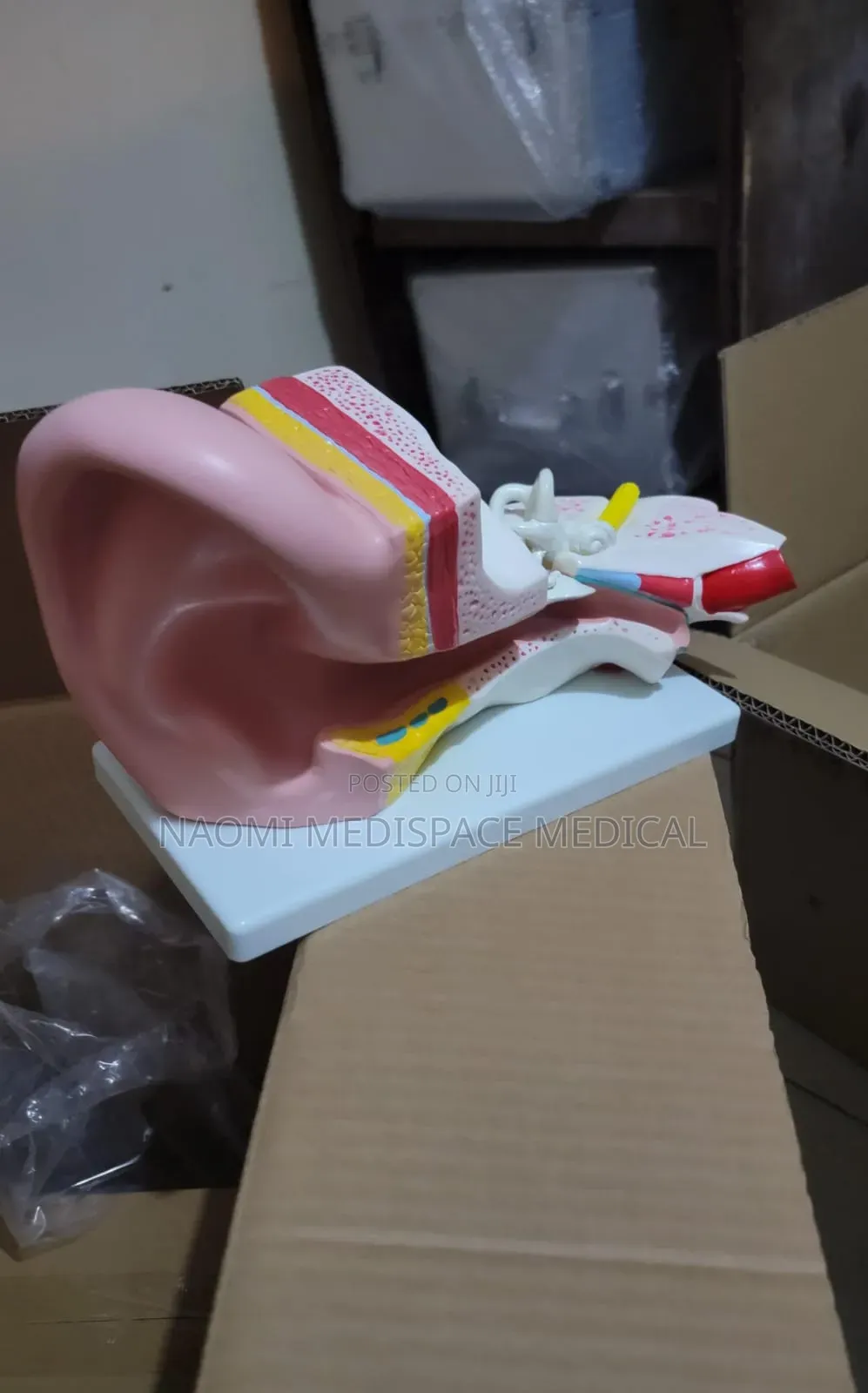 Giant Ear Training Model-for Nursing and Medical Schools