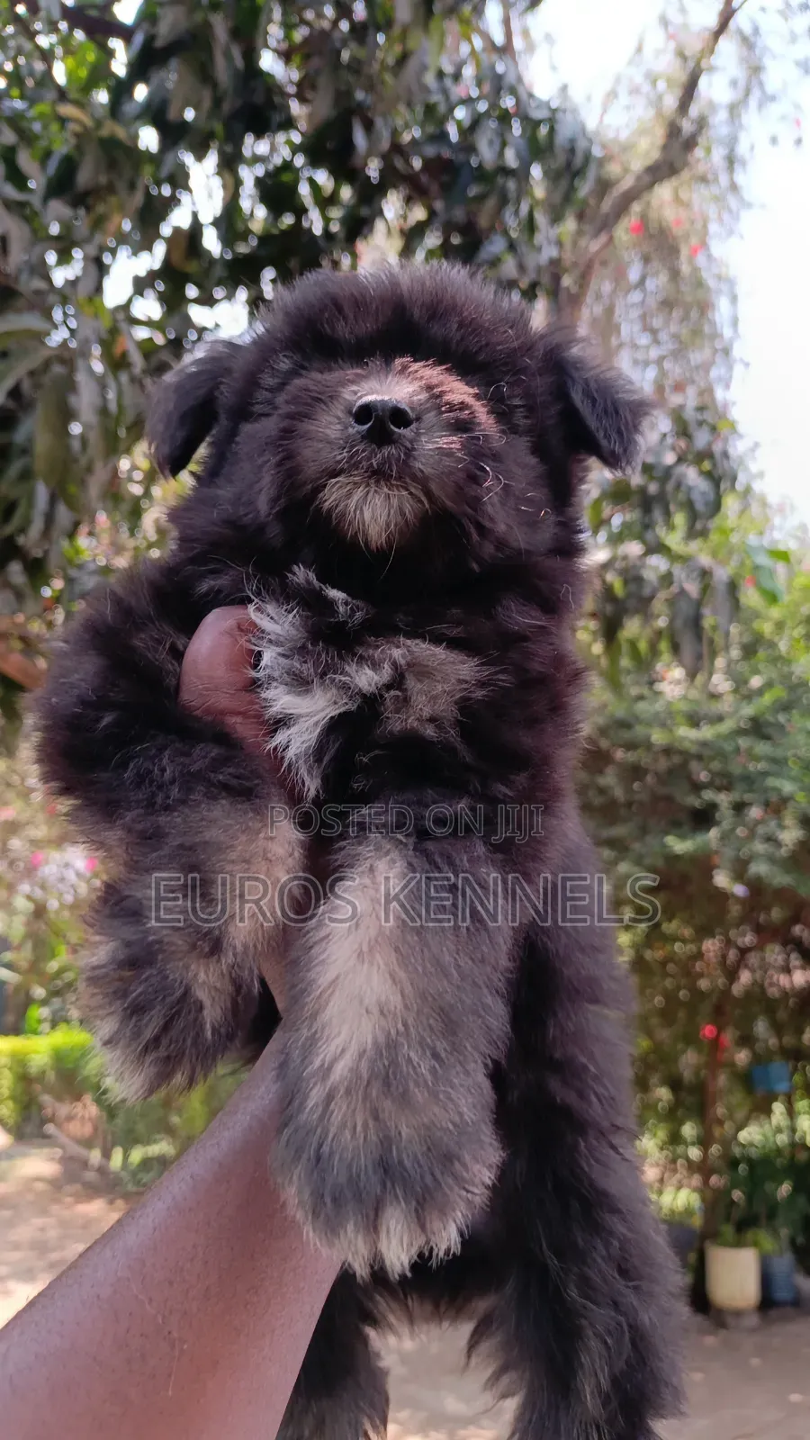 1-3 months Female Purebred Havanese