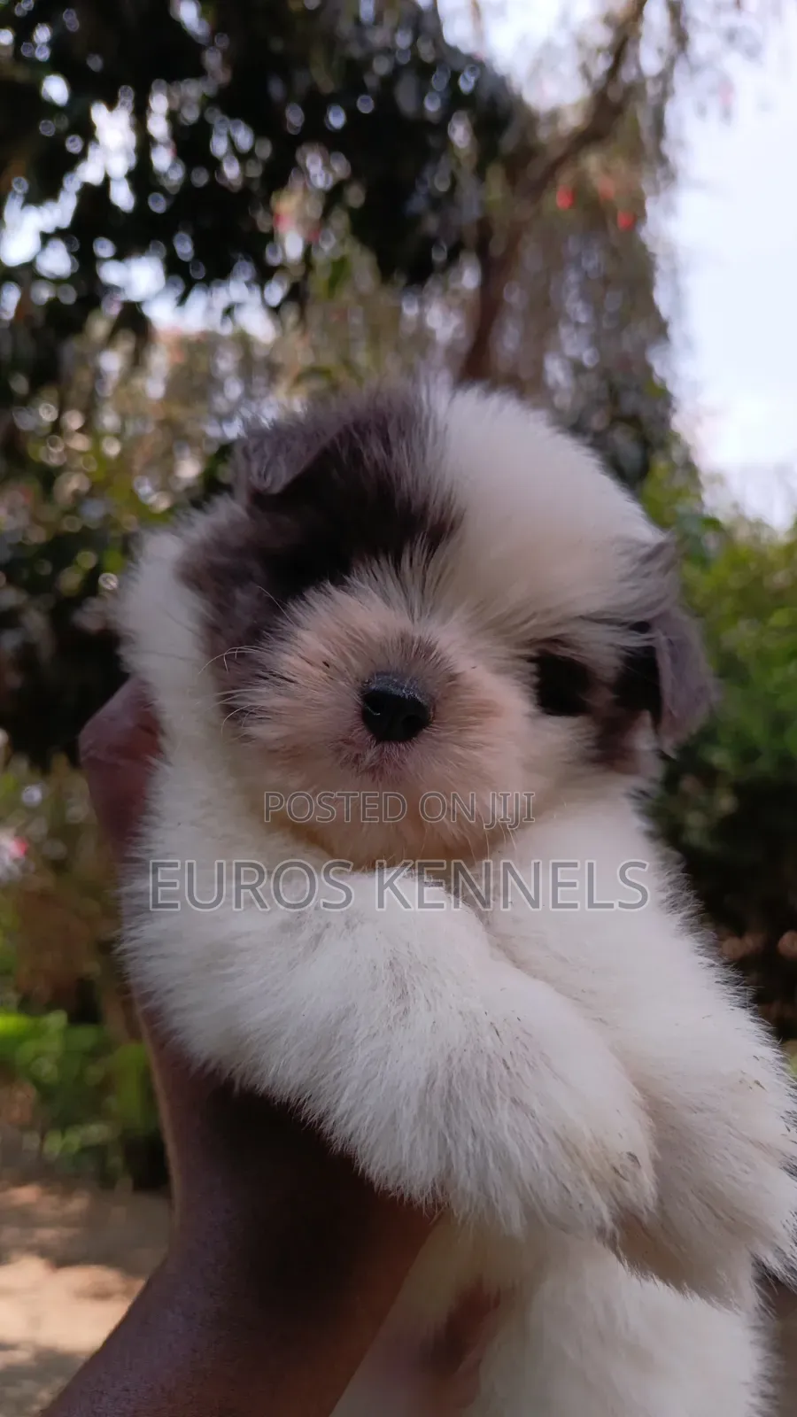 1-3 months Female Purebred Havanese