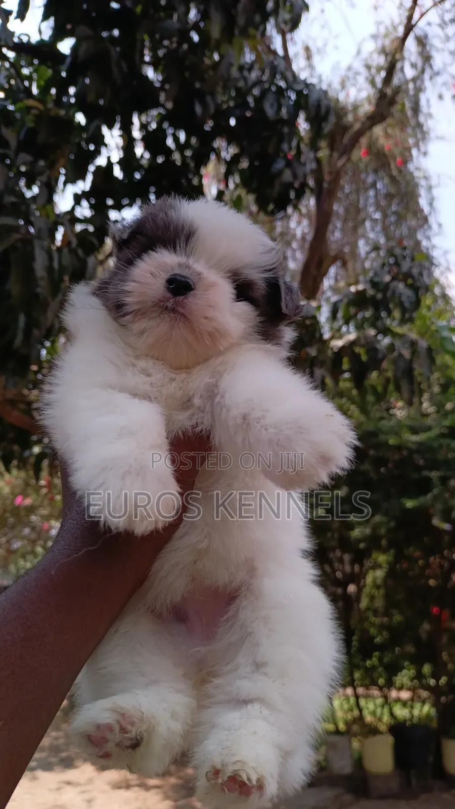 1-3 months Female Purebred Havanese