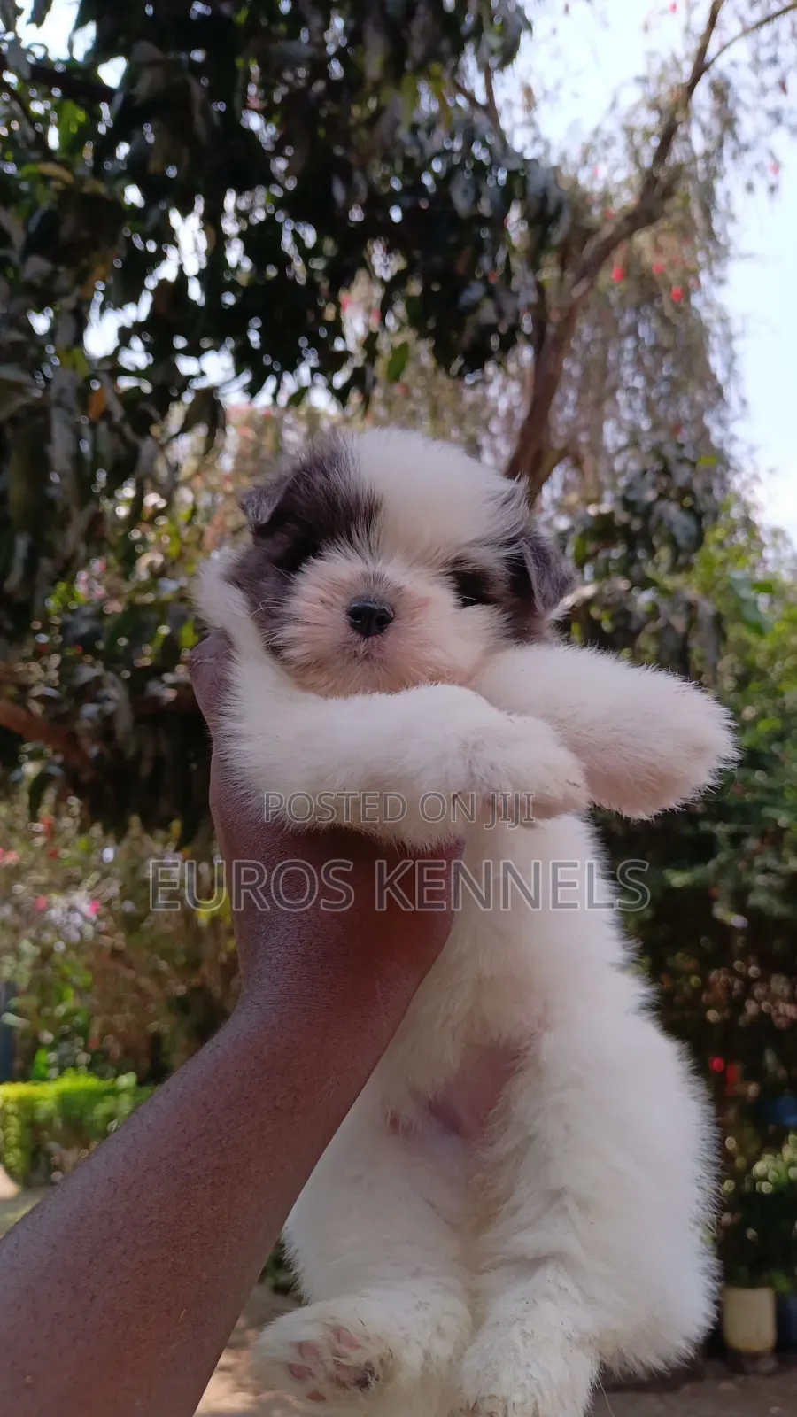 1-3 months Female Purebred Havanese