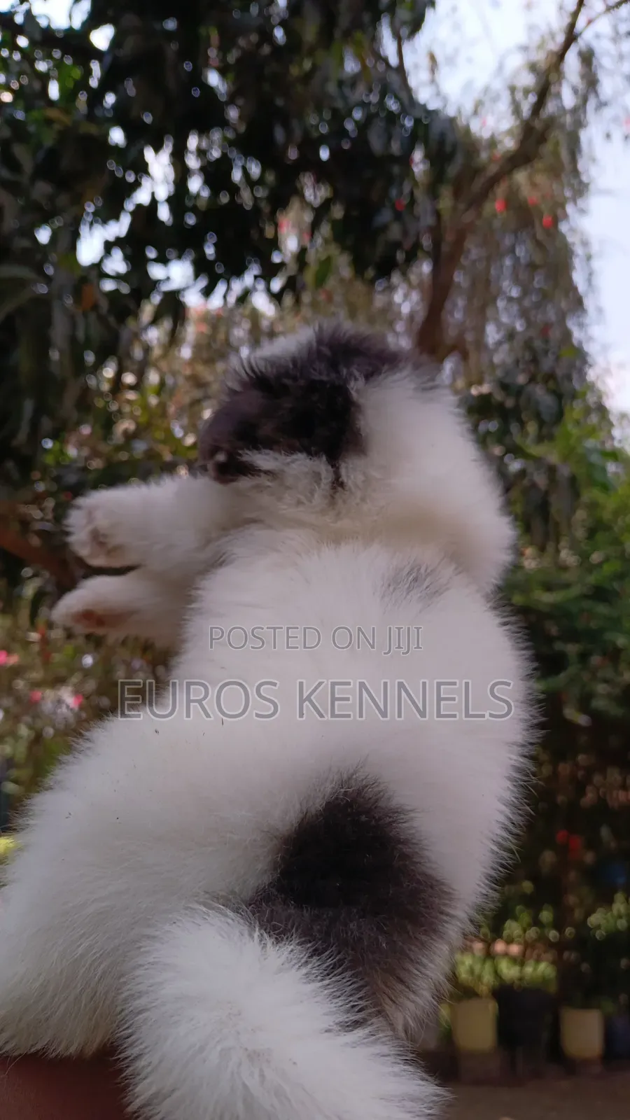 1-3 months Female Purebred Havanese