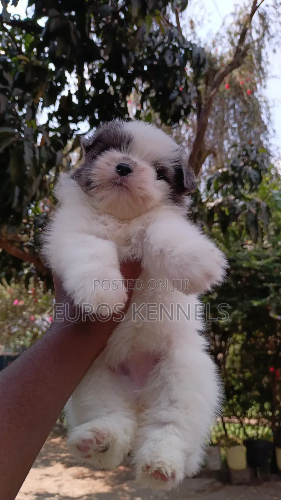 1-3 months Female Purebred Havanese