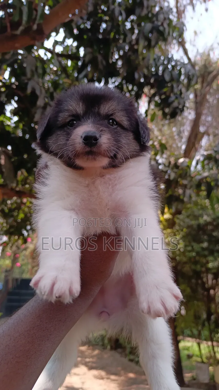 1-3 months Female Purebred Havanese