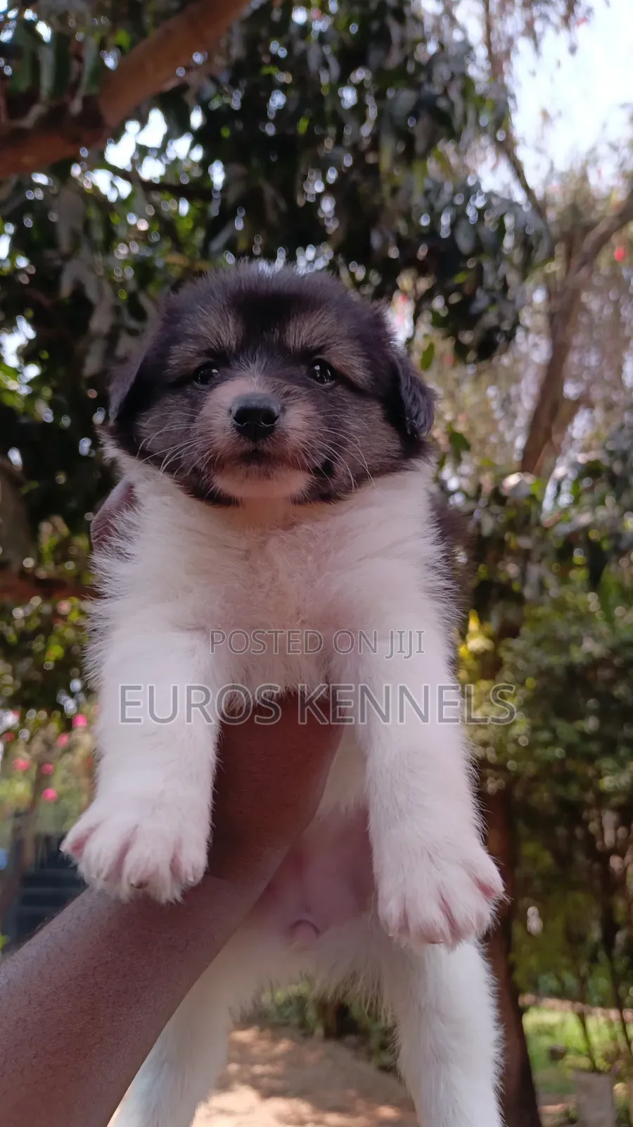 1-3 months Female Purebred Havanese
