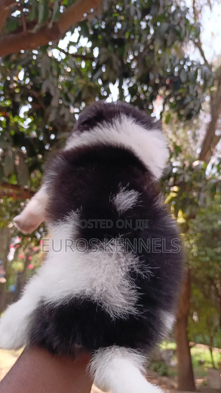 1-3 months Female Purebred Havanese