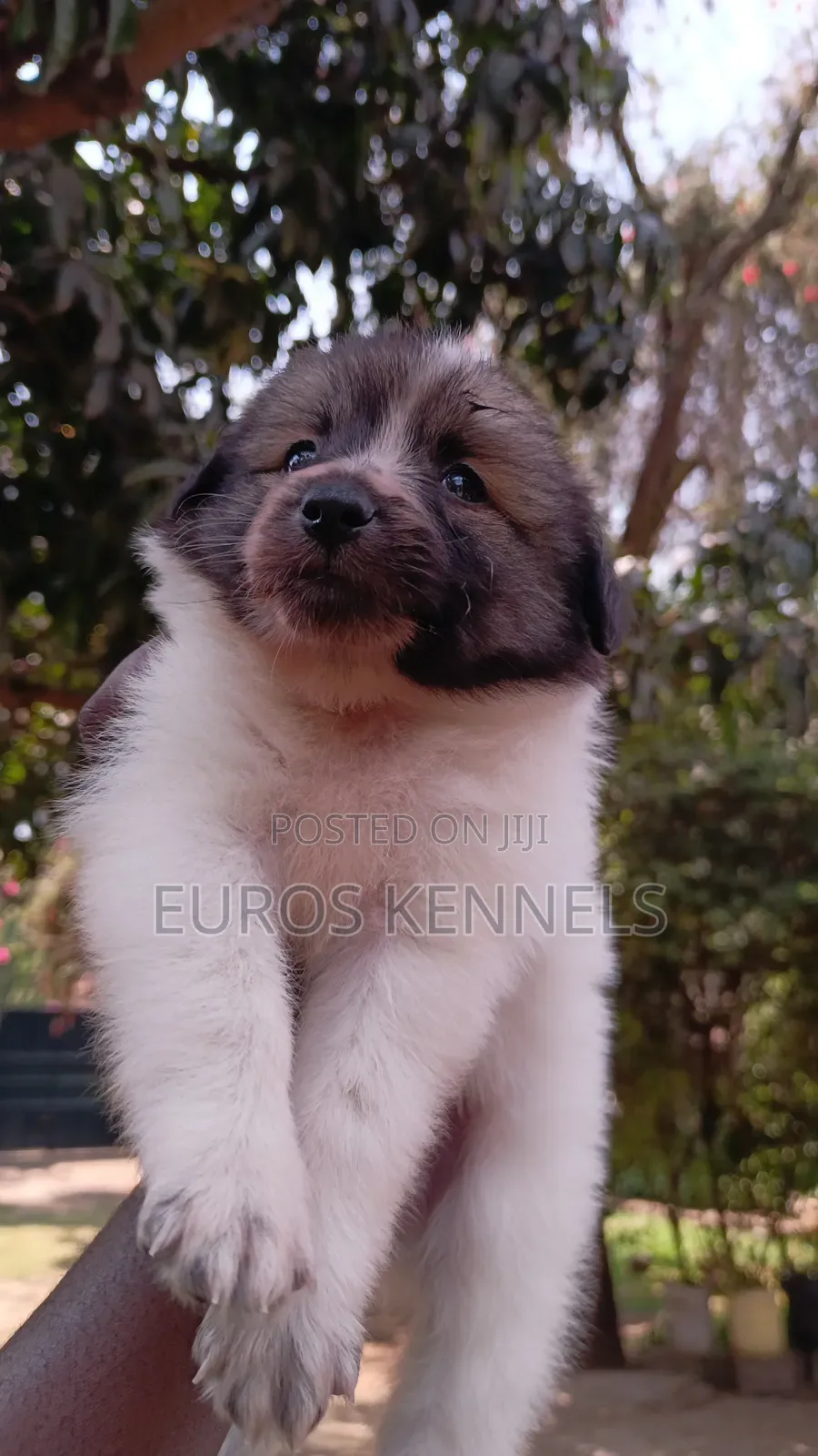 1-3 months Male Purebred Havanese