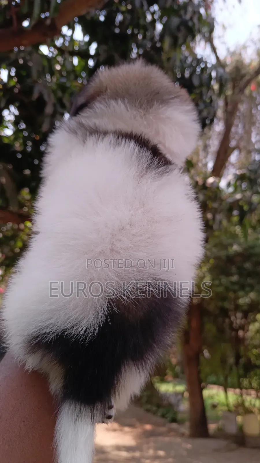 1-3 months Male Purebred Havanese