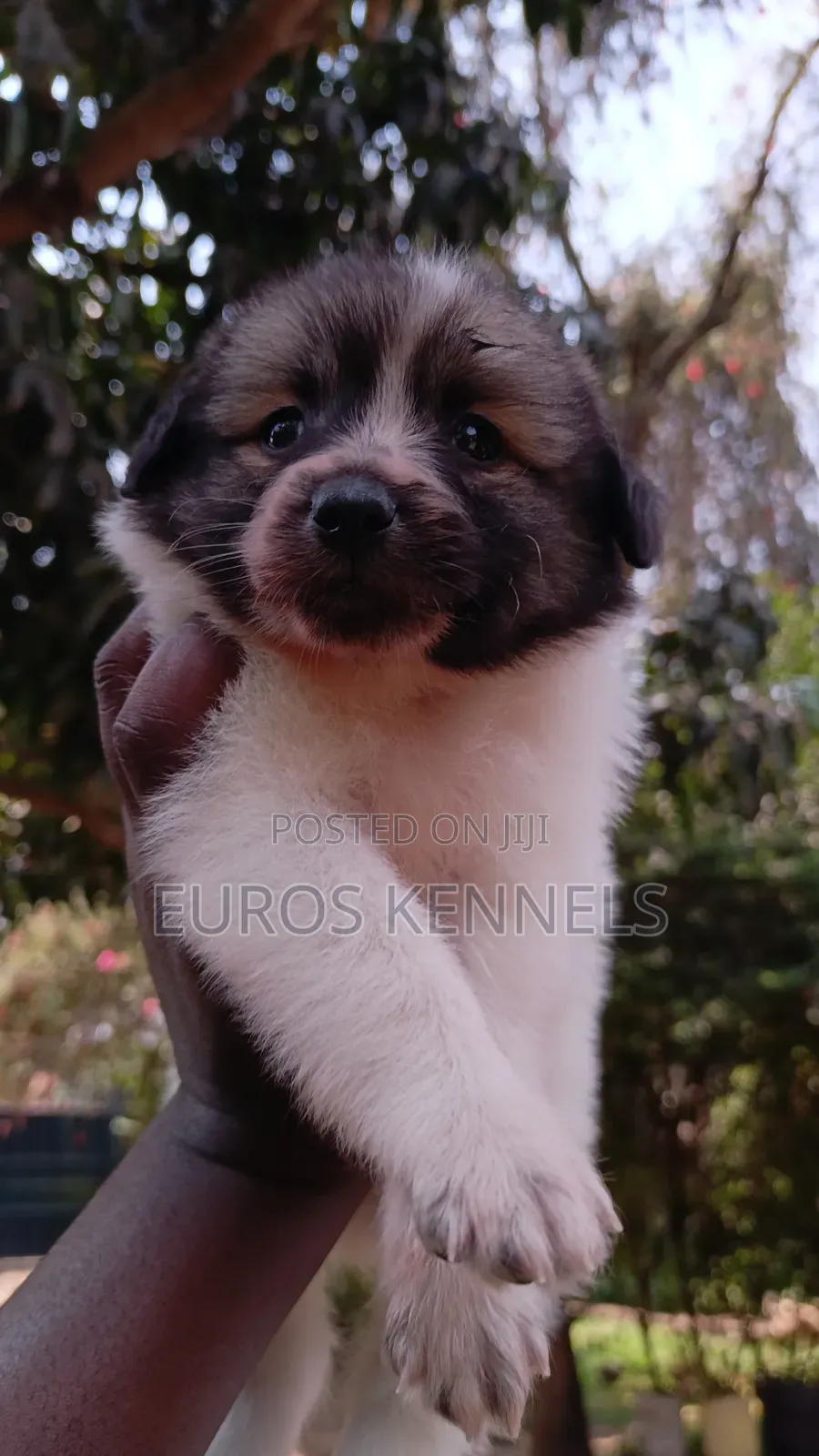 1-3 months Male Purebred Havanese