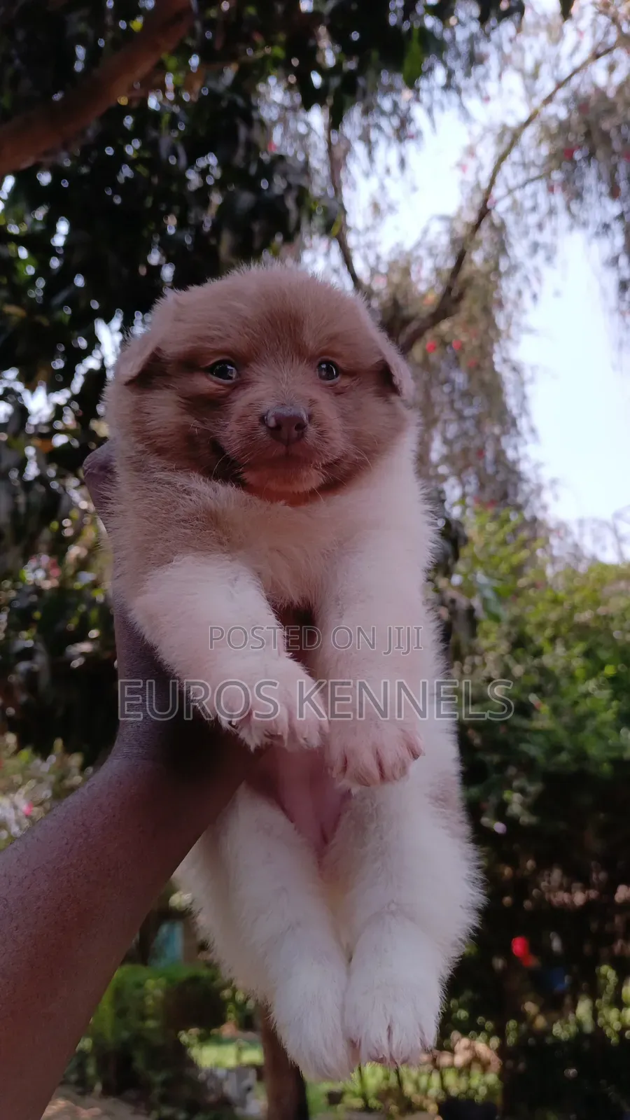 1-3 months Female Purebred Havanese