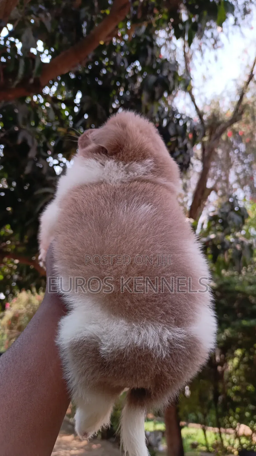 1-3 months Female Purebred Havanese