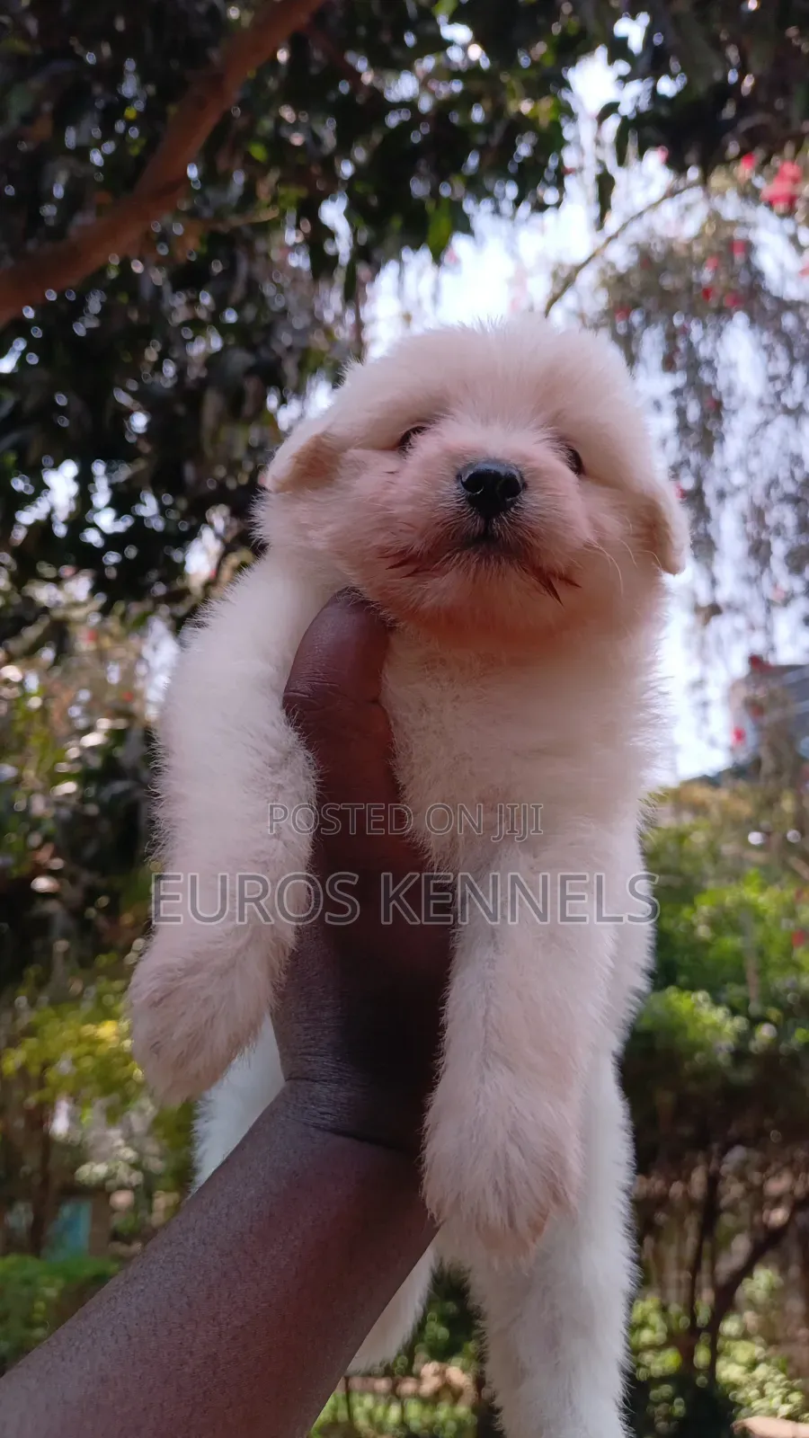 1-3 months Female Purebred Havanese