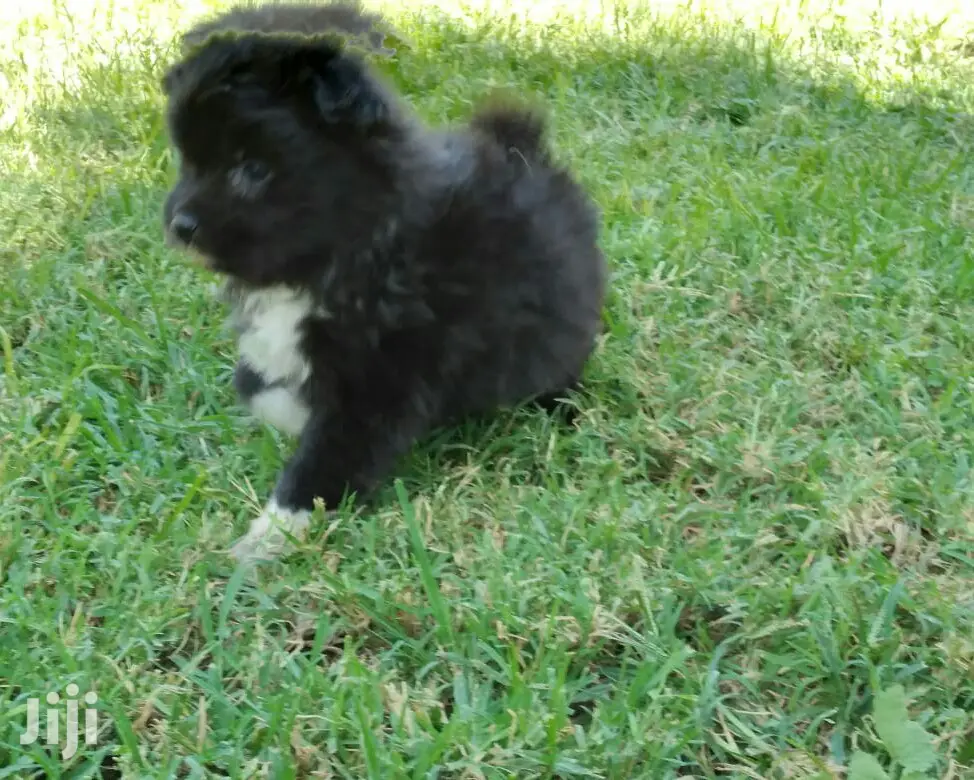 Young Male Purebred Black Russian Terrier